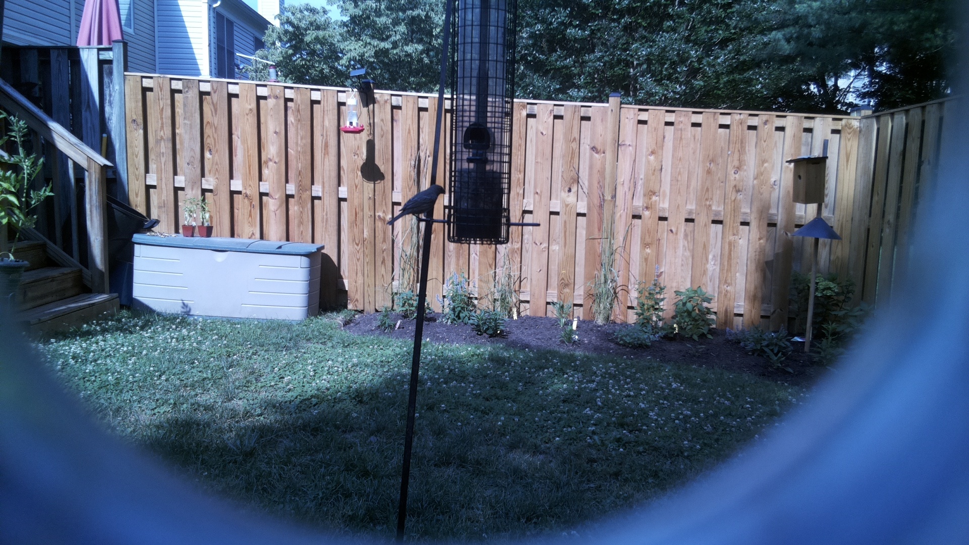 Likely Blackbird/Grackle