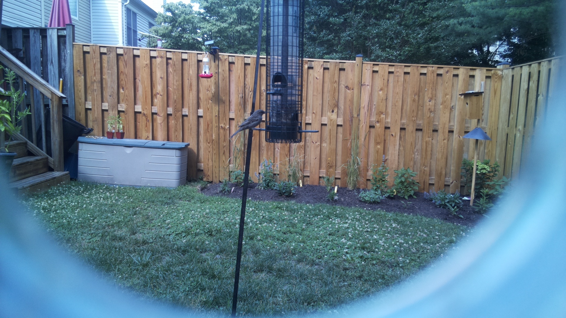 Brown-headed Cowbird