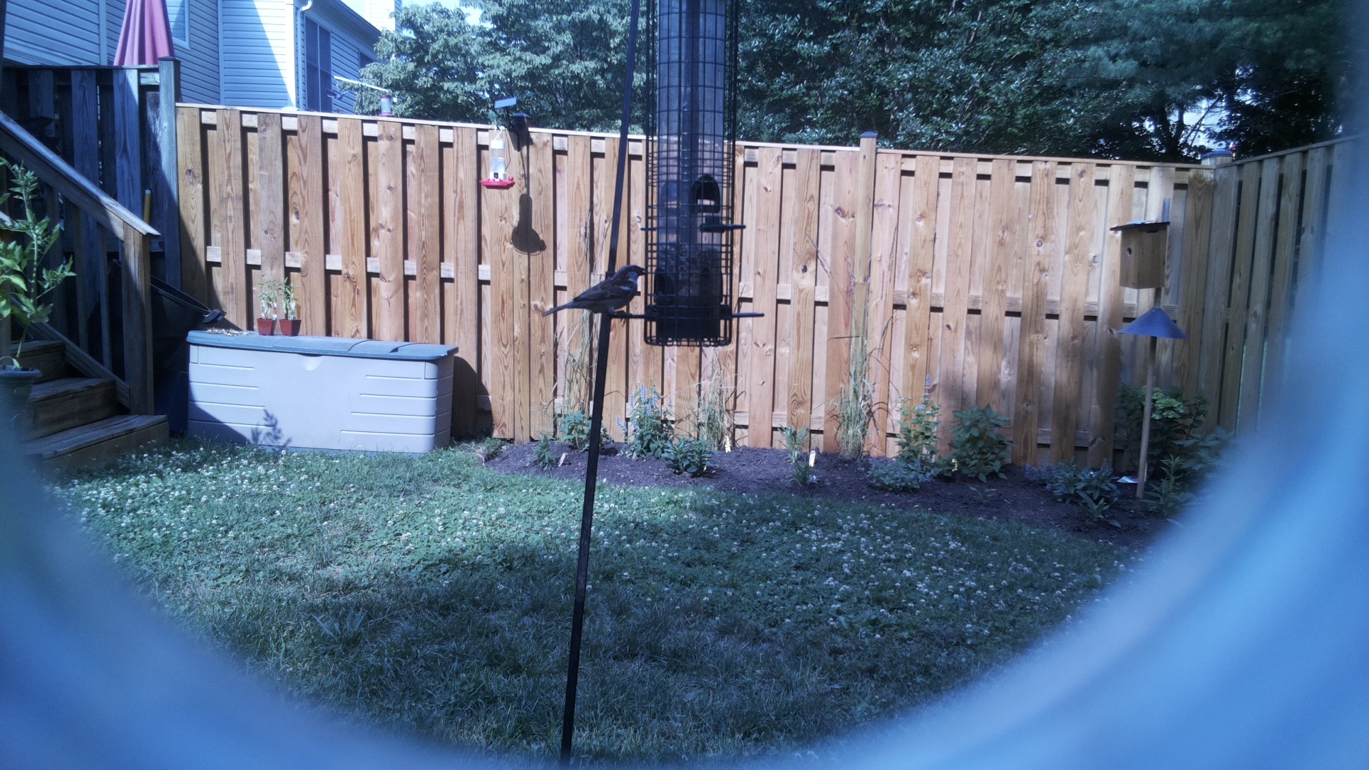 Likely Blackbird/Grackle