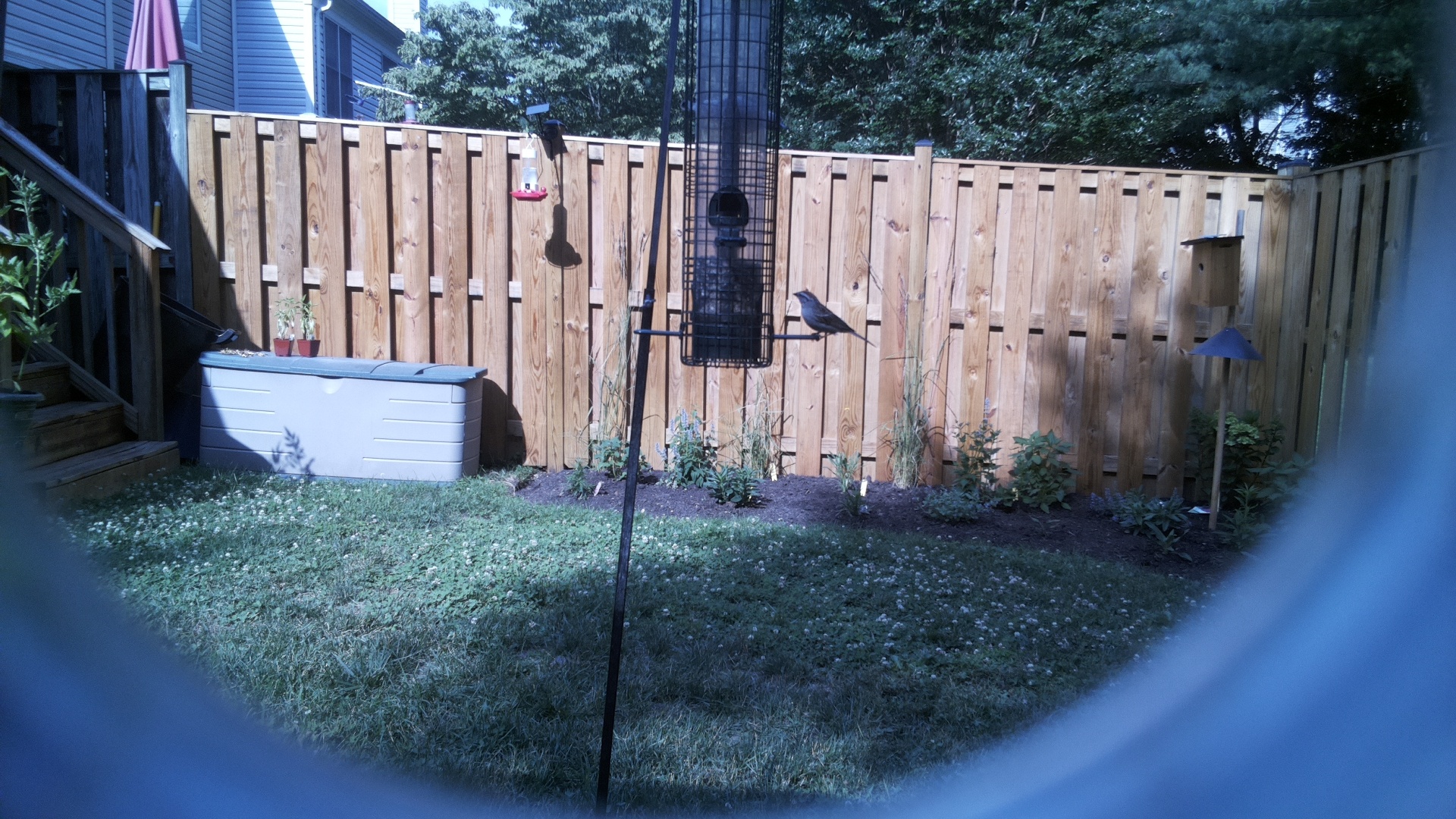 Brown-headed Cowbird