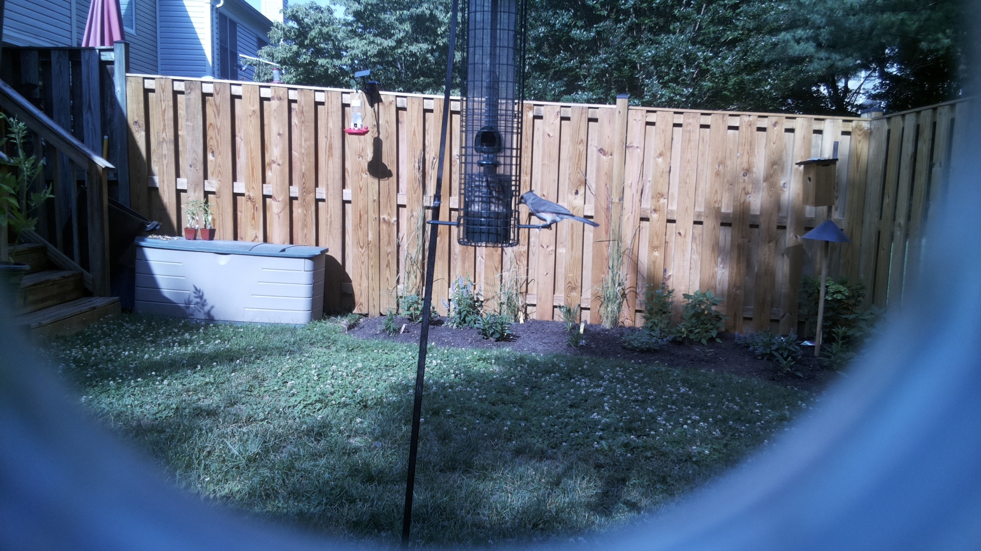 Unknown Bird