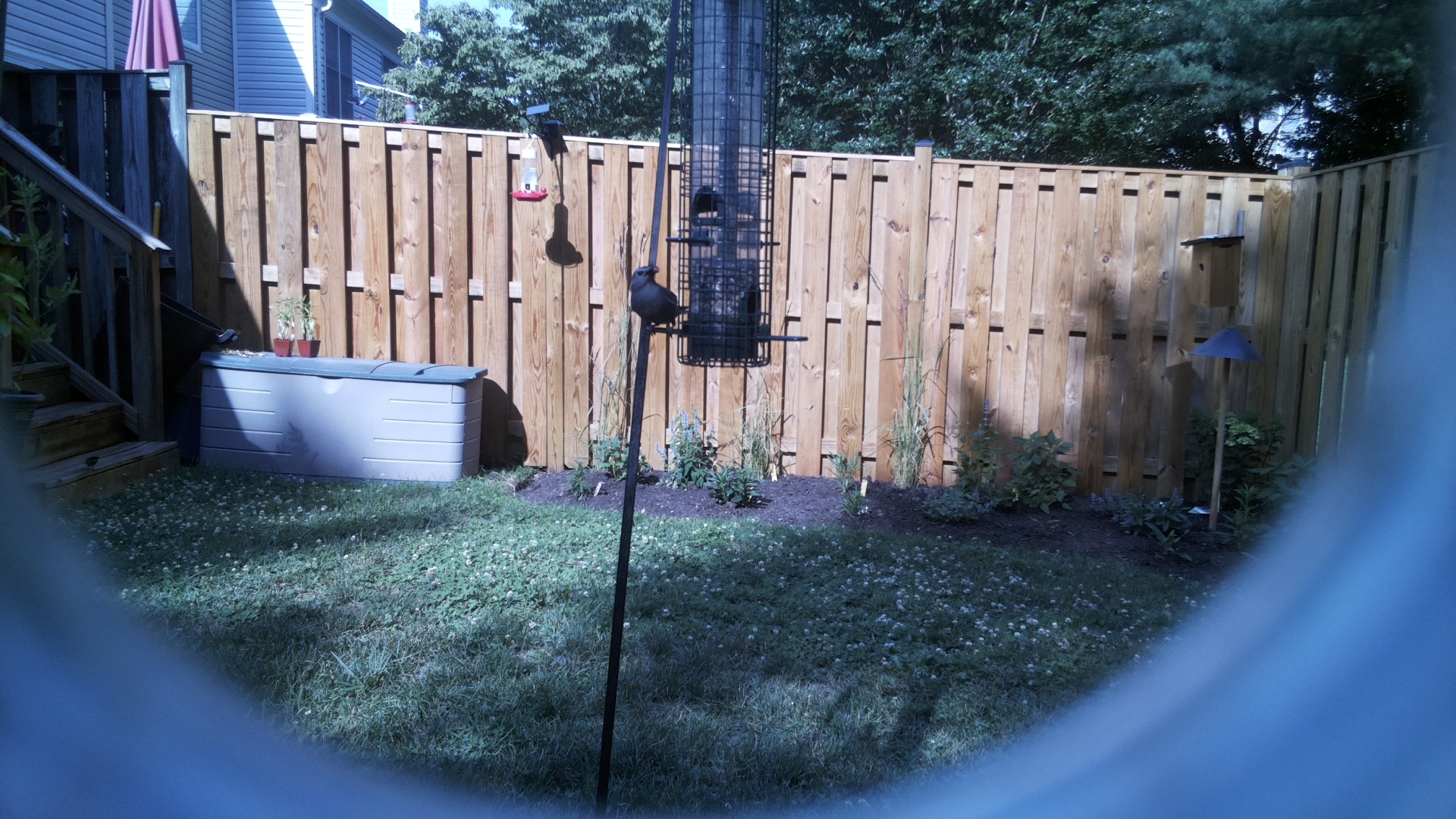 Brown-headed Cowbird