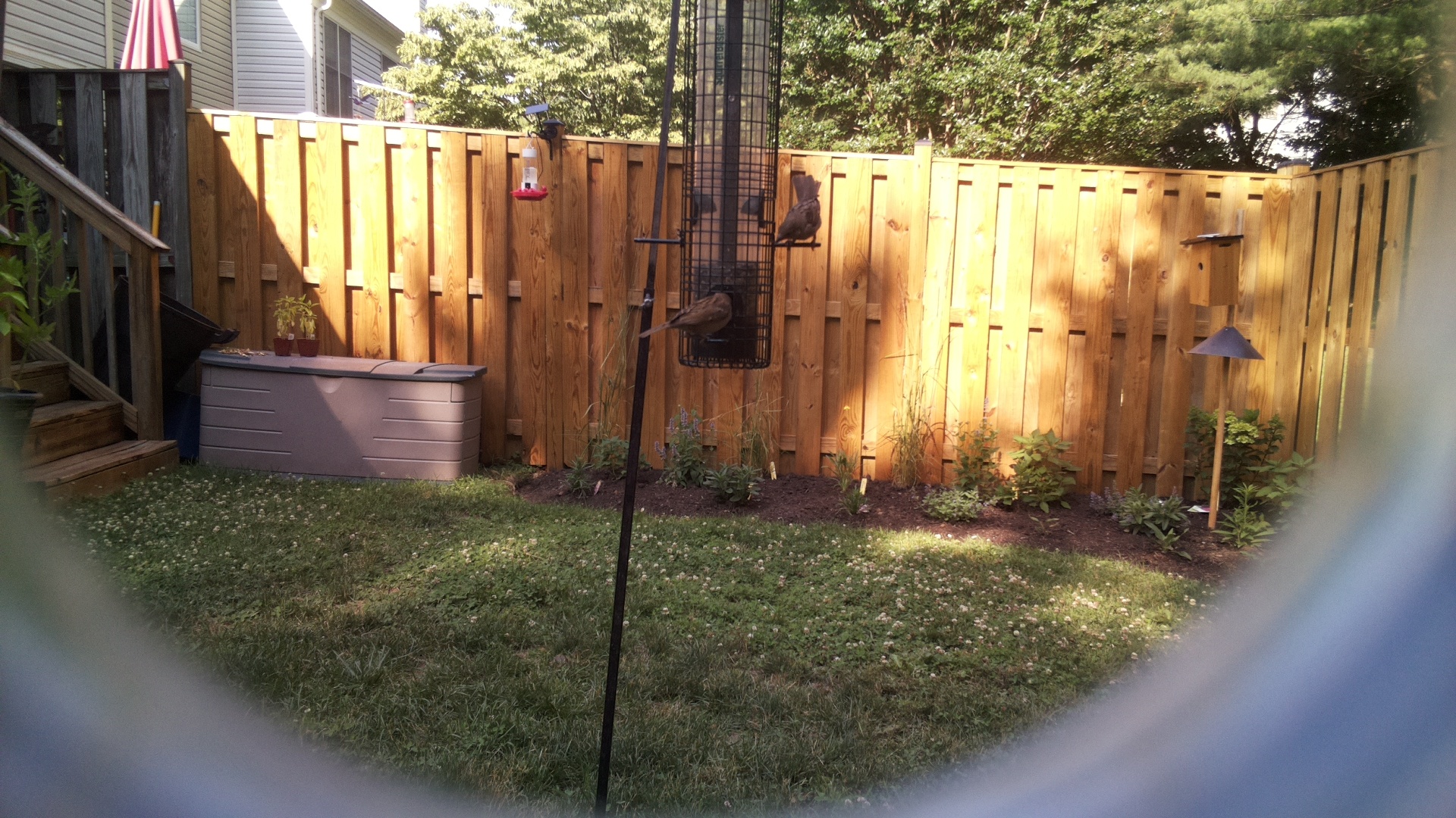 Likely Chickadee/Titmouse