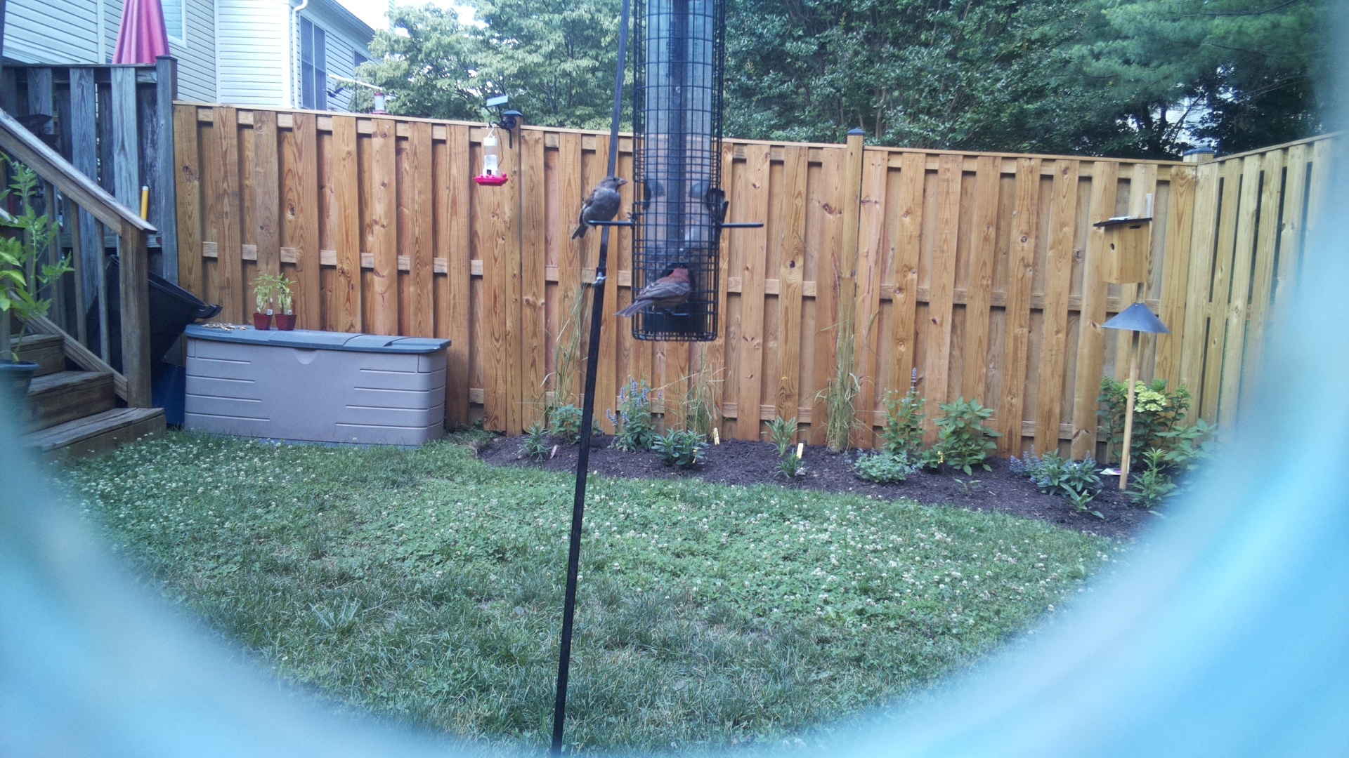 Likely Blackbird/Grackle