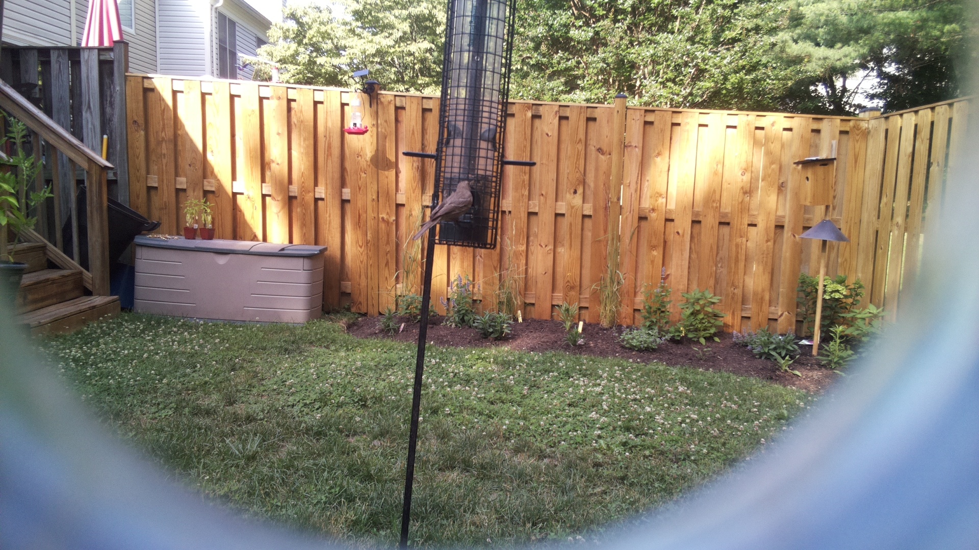 Brown-headed Cowbird