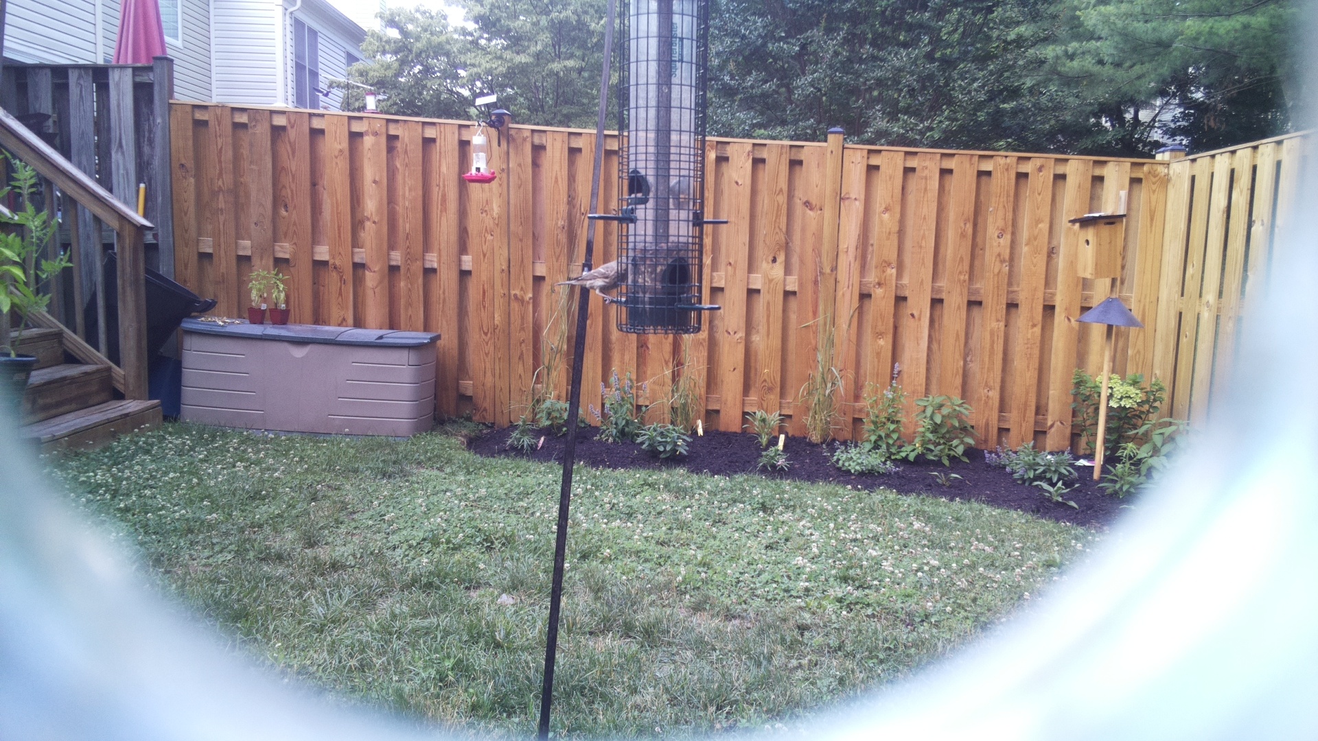 Likely Finch