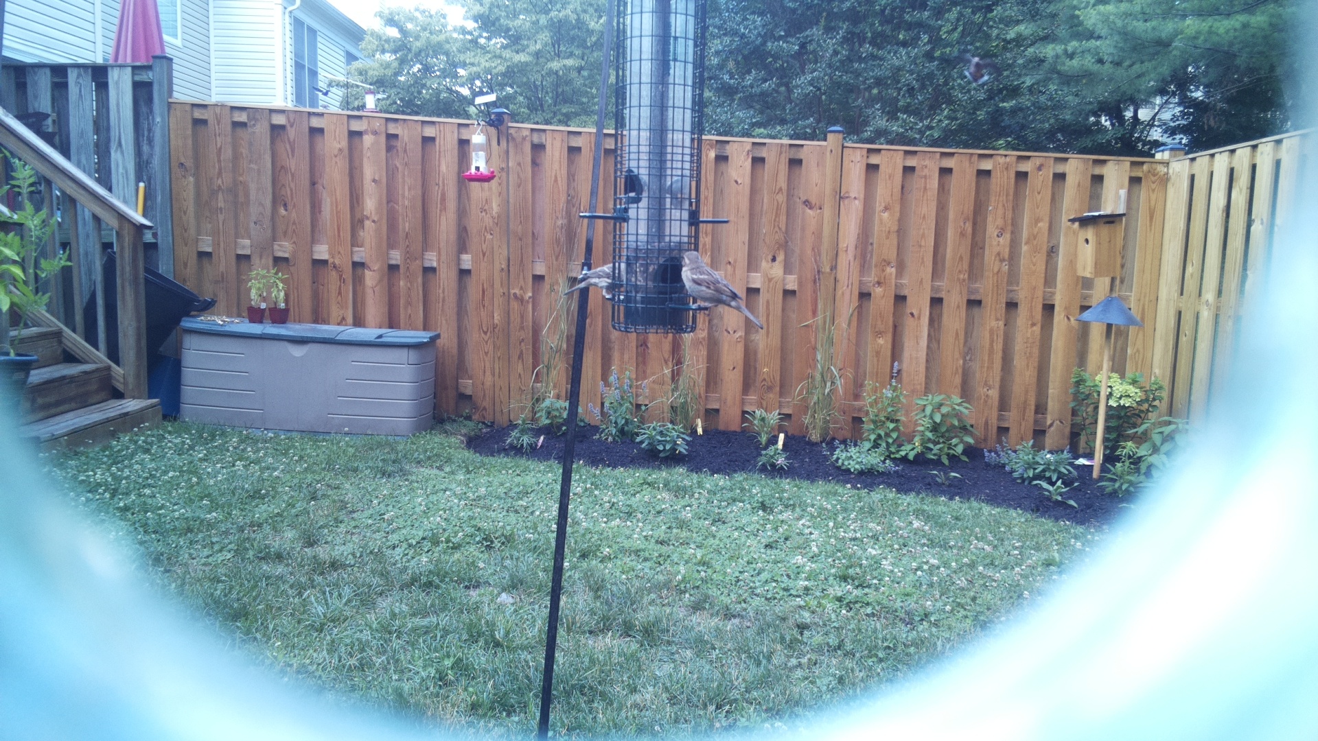 Likely Finch