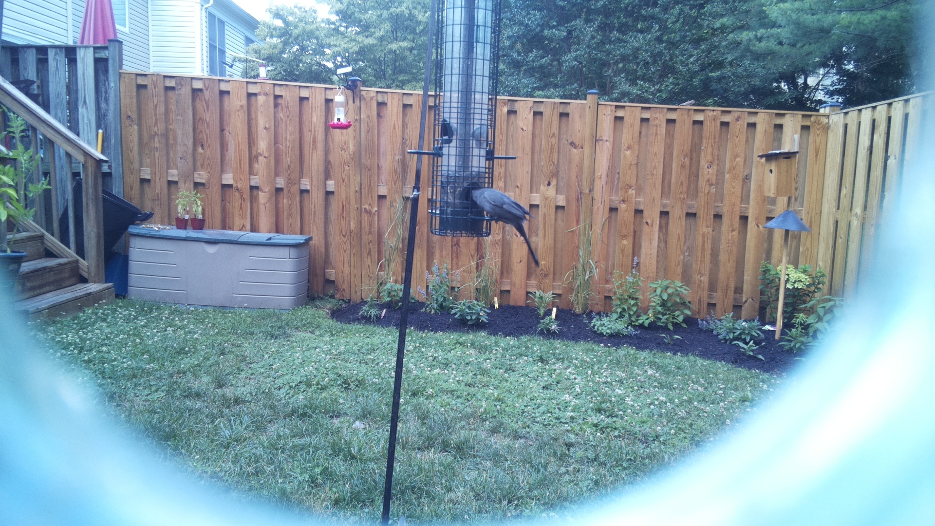 Likely Blackbird/Grackle