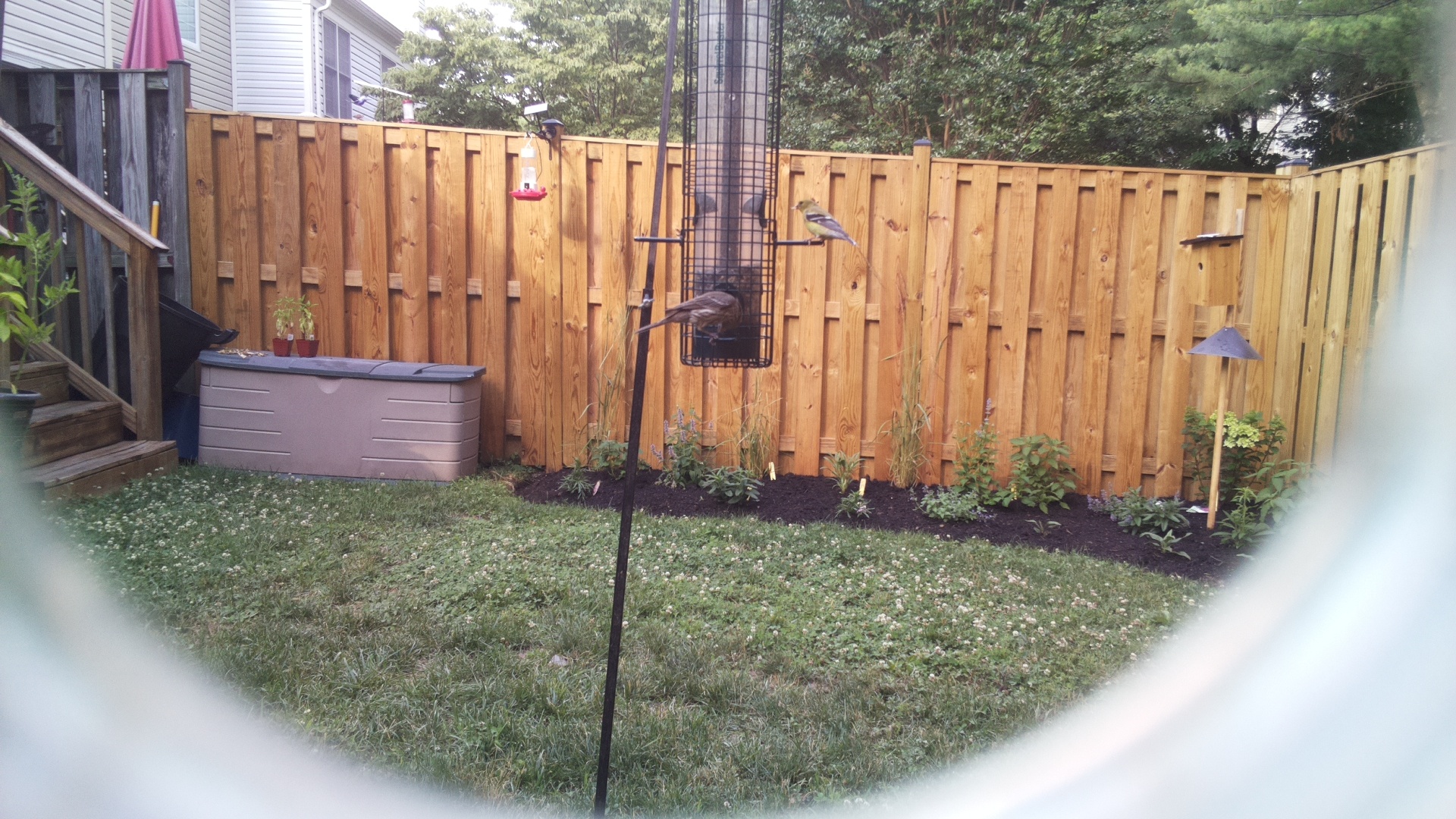 American Goldfinch