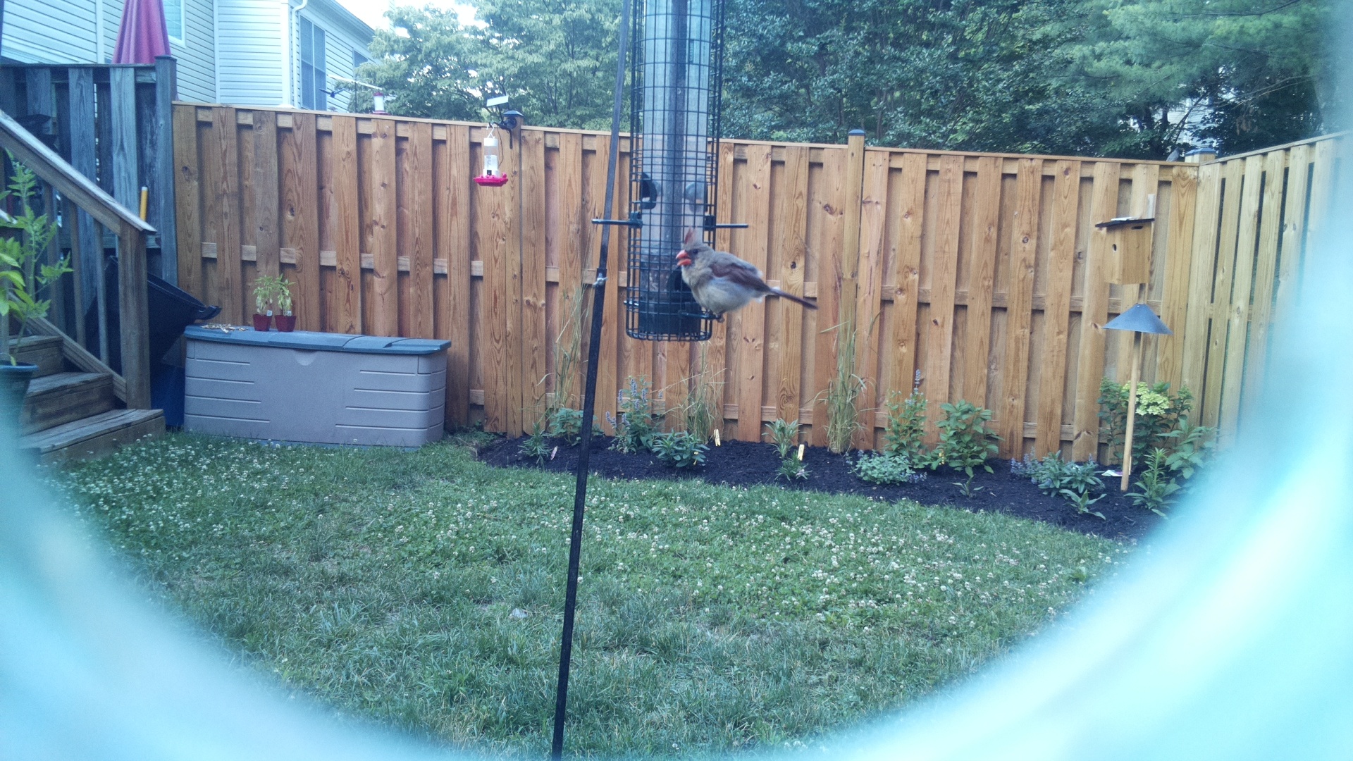 Northern Cardinal