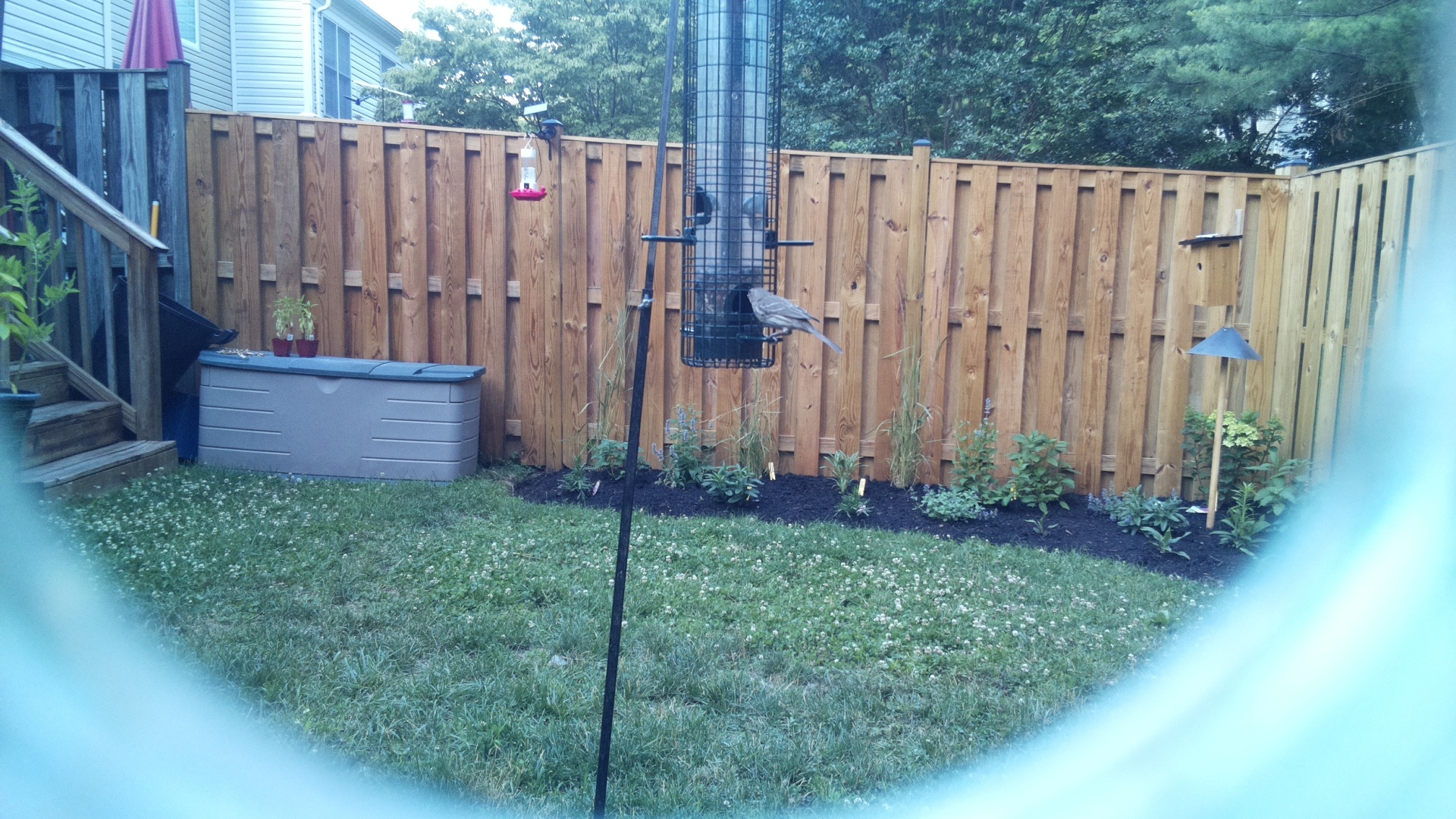 Likely Finch