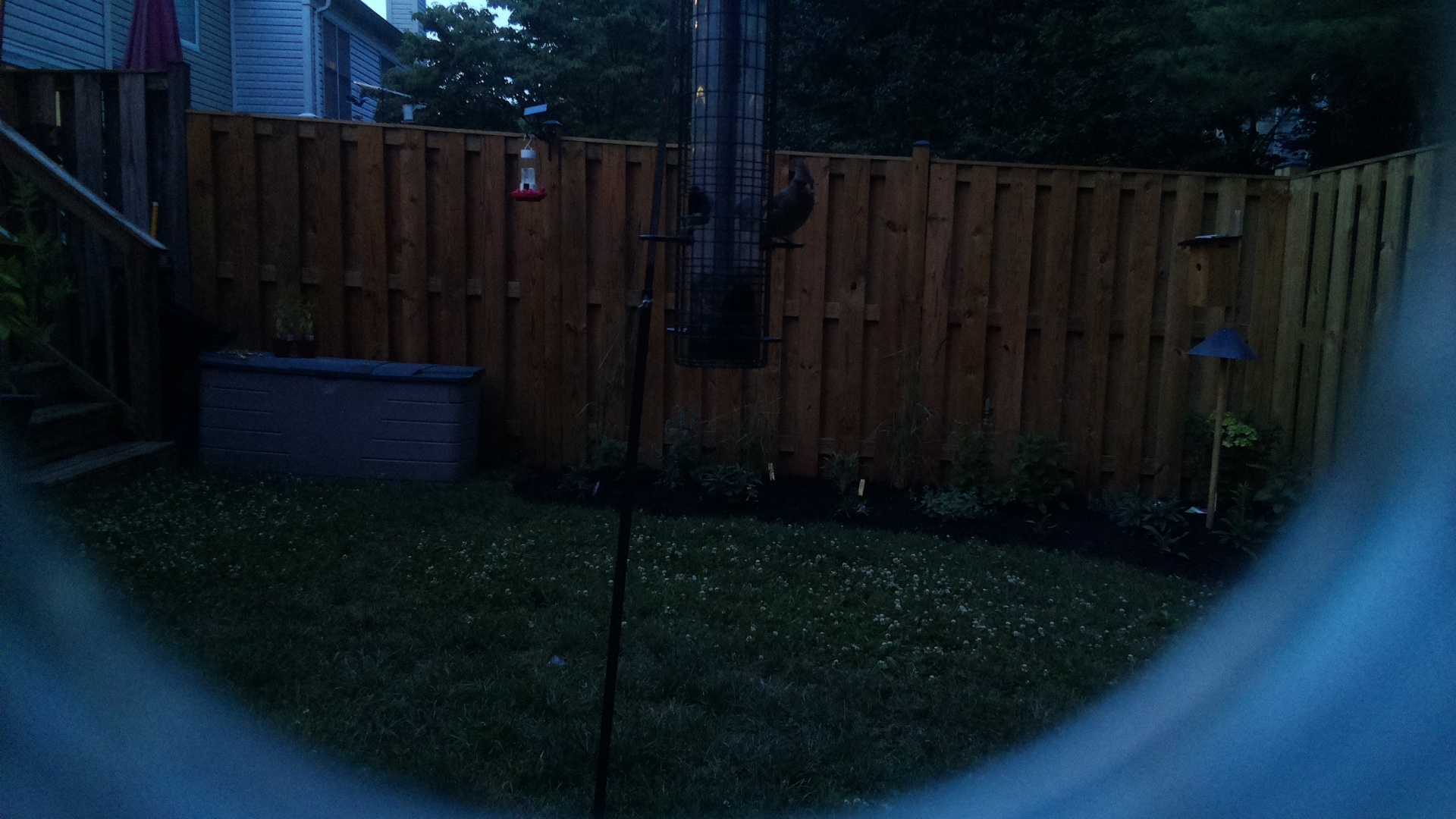 Likely Blackbird/Grackle