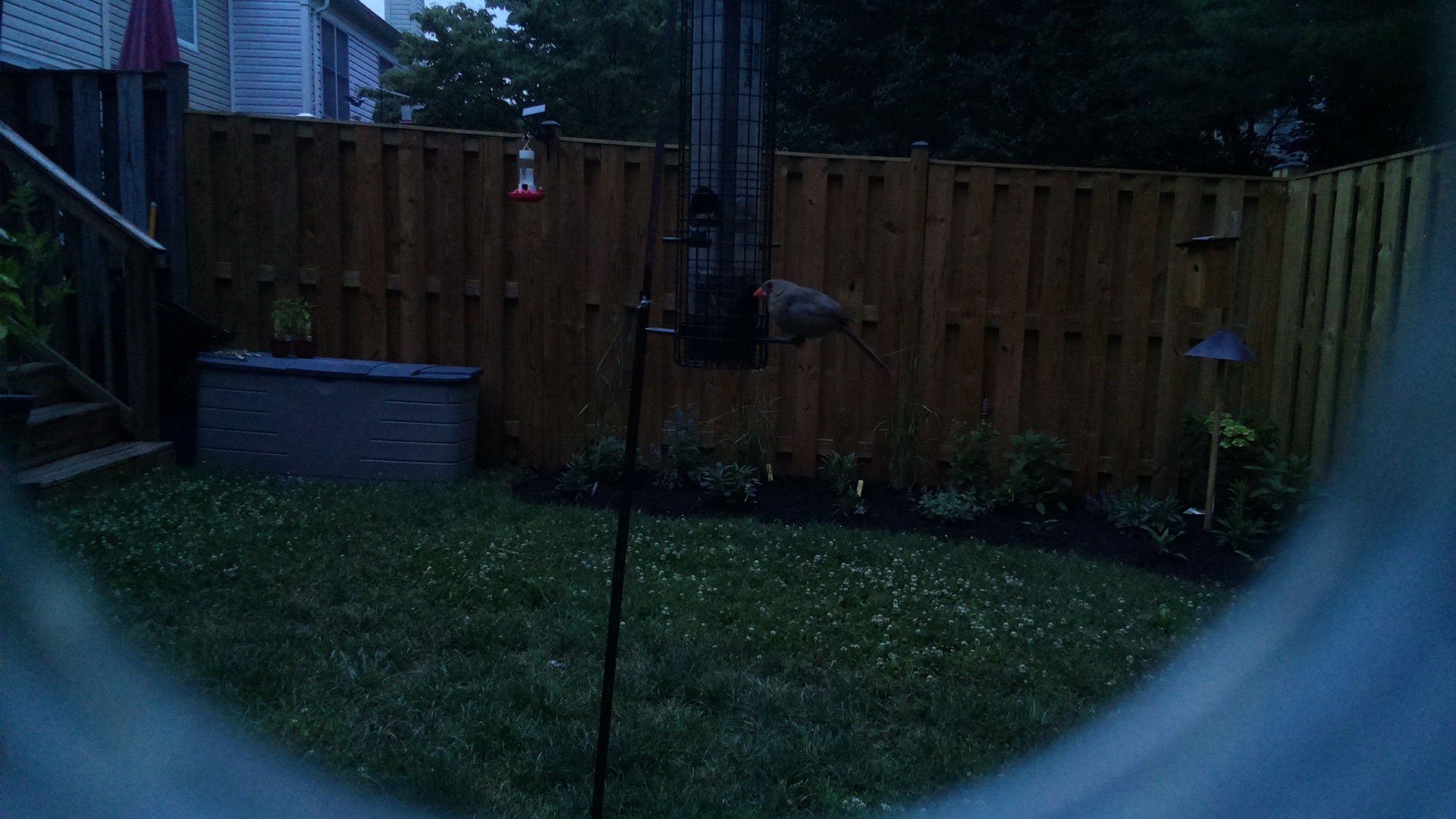Northern Cardinal