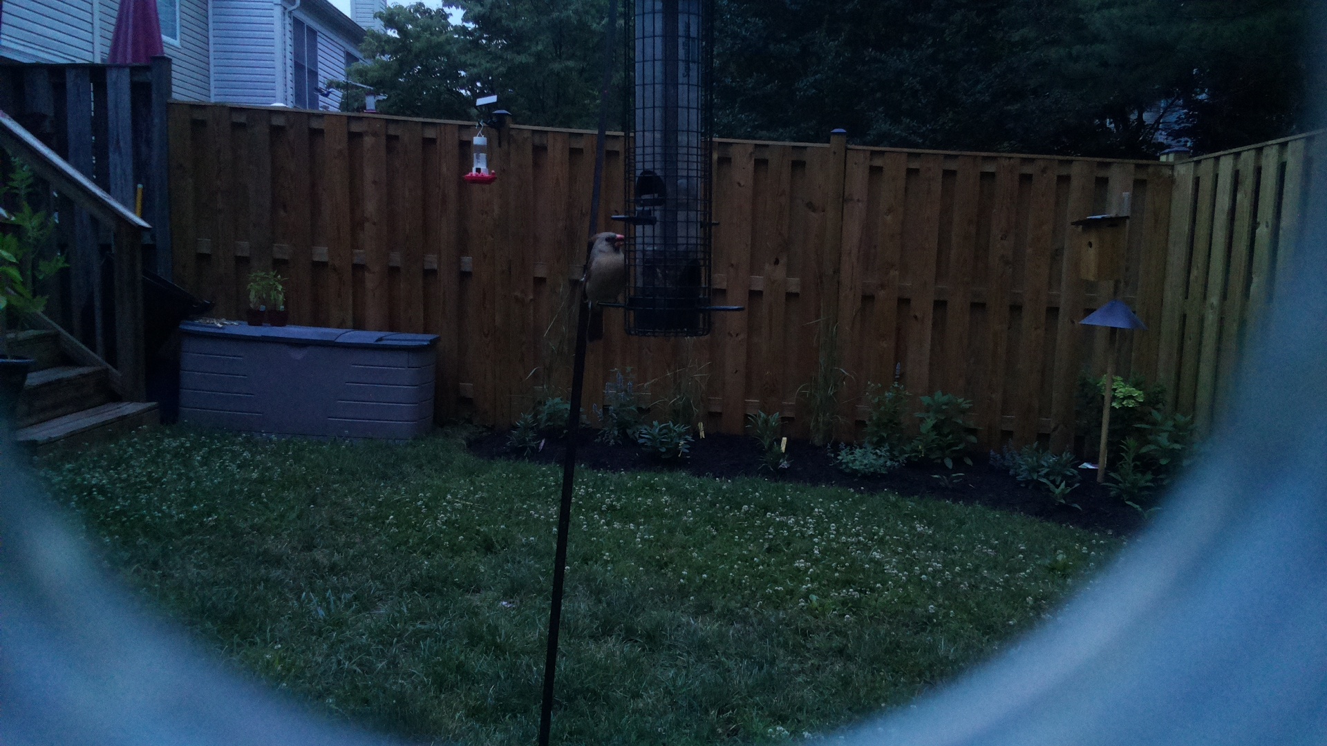 Unknown Bird