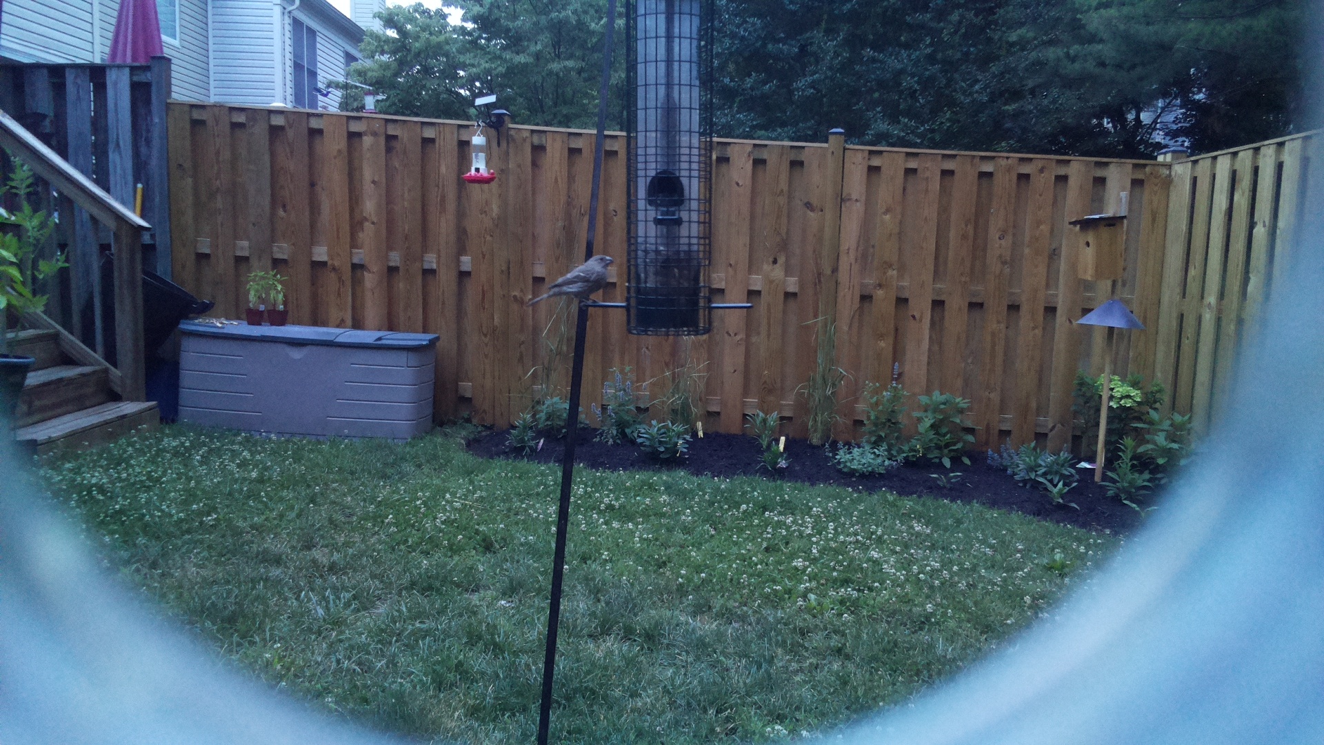Likely Blackbird/Grackle