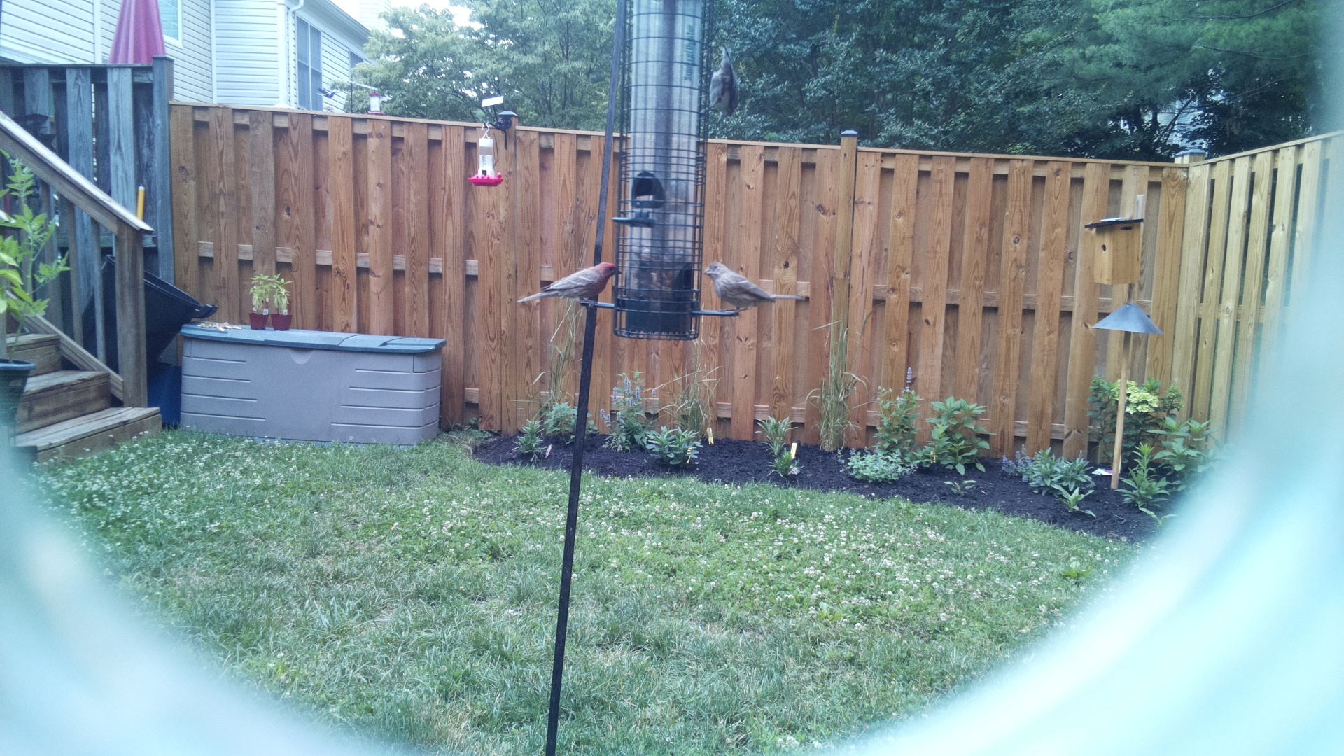Purple Finch
