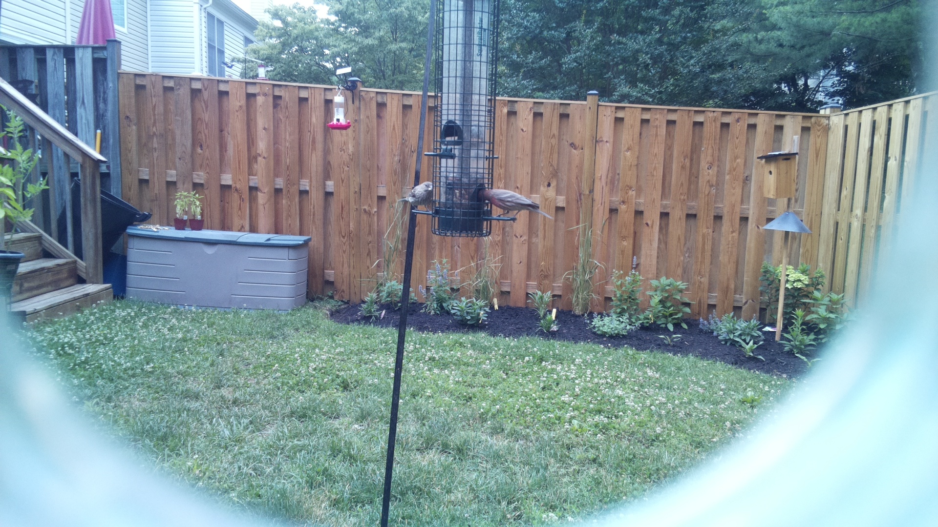 Likely Sparrow