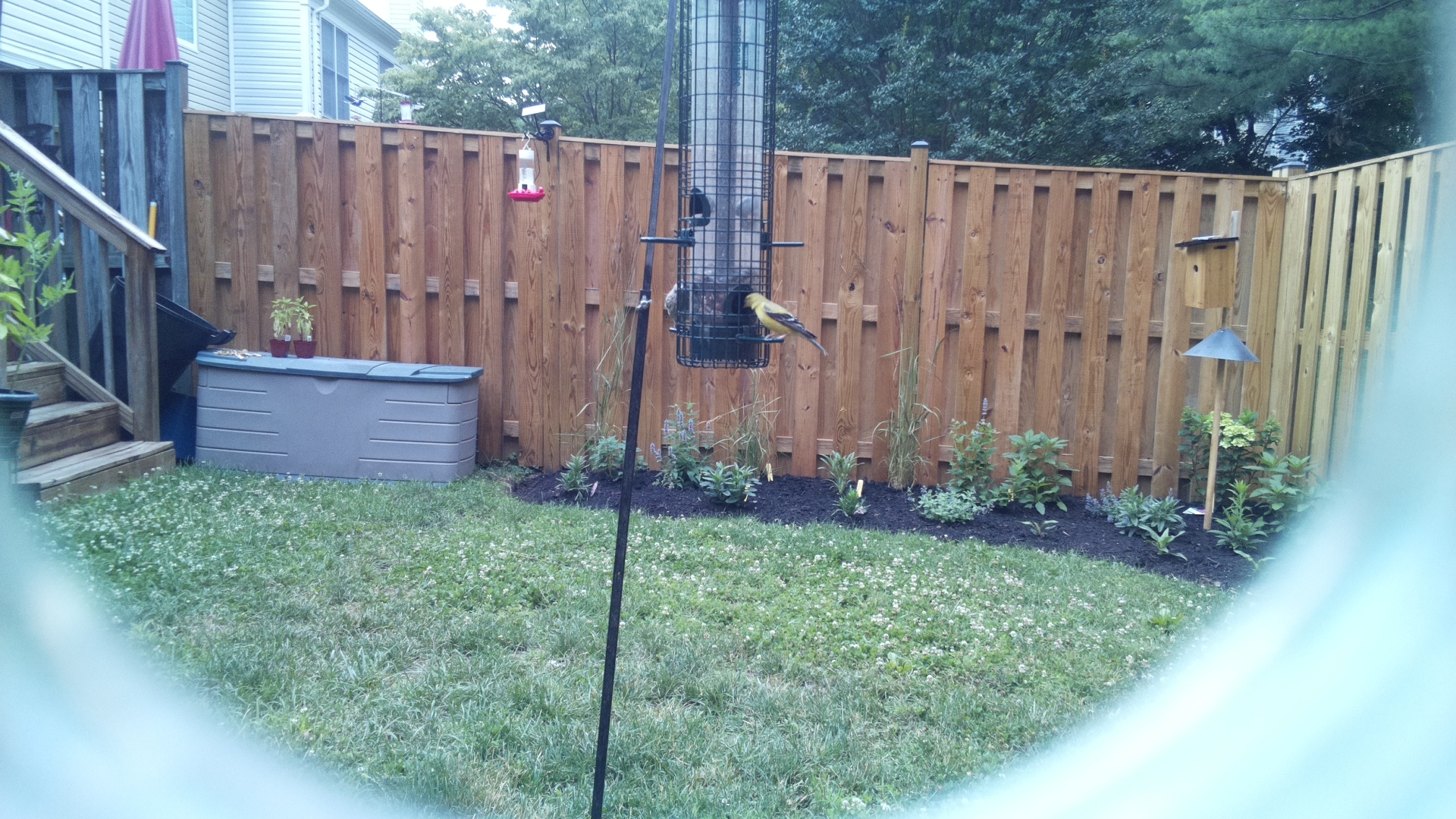 American Goldfinch