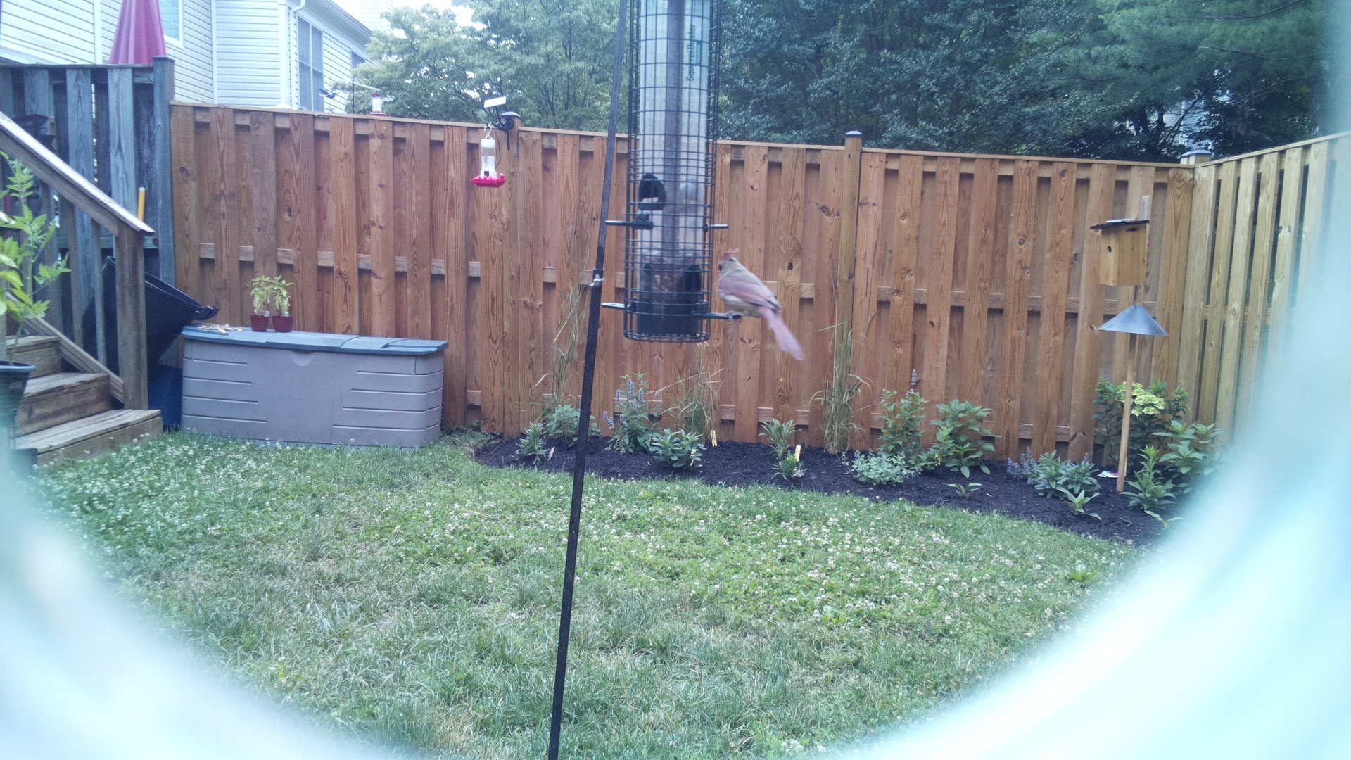 Purple Finch