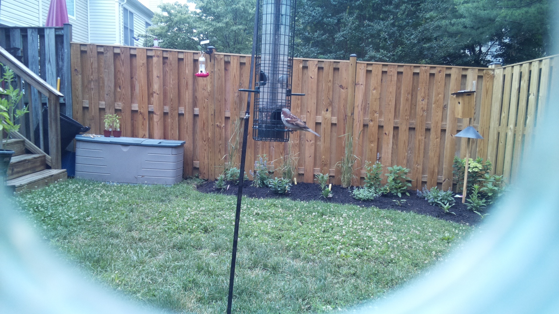Purple Finch