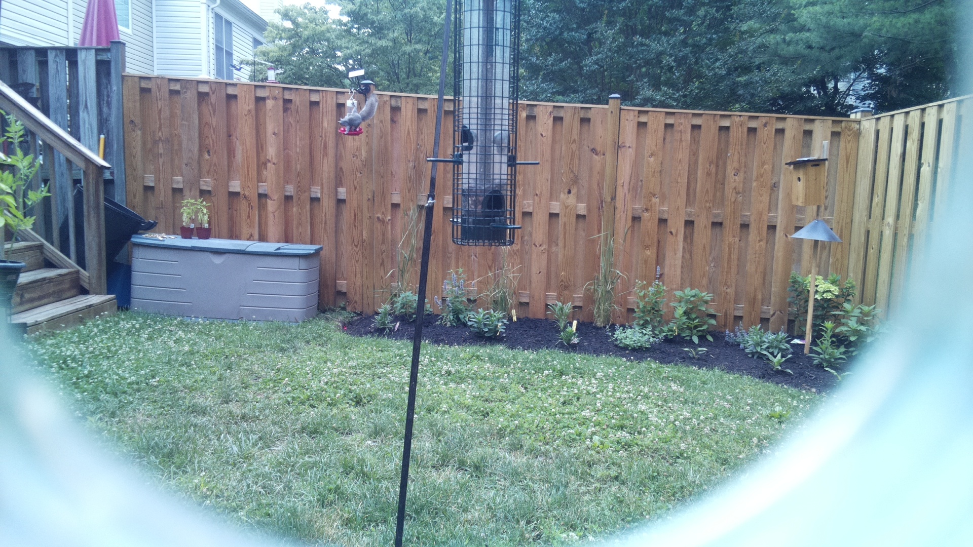 Likely Chickadee/Titmouse