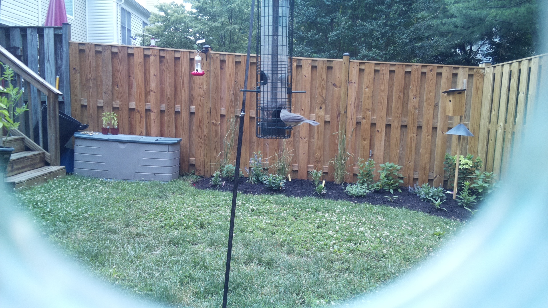 Unknown Bird