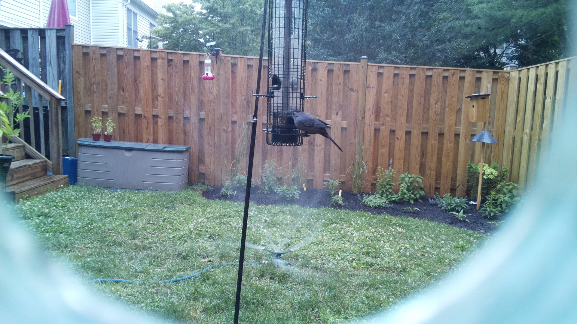 Likely Blackbird/Grackle