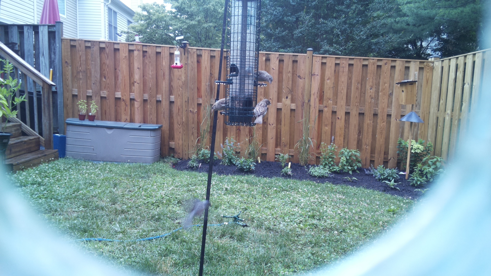 Unknown Bird