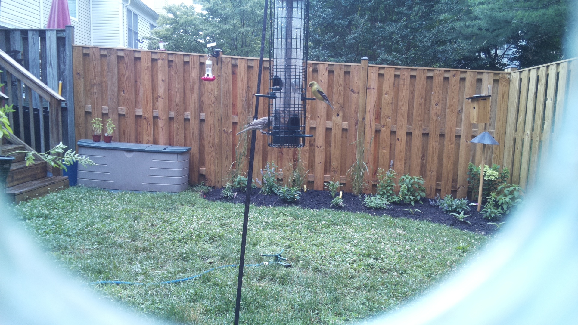 American Goldfinch
