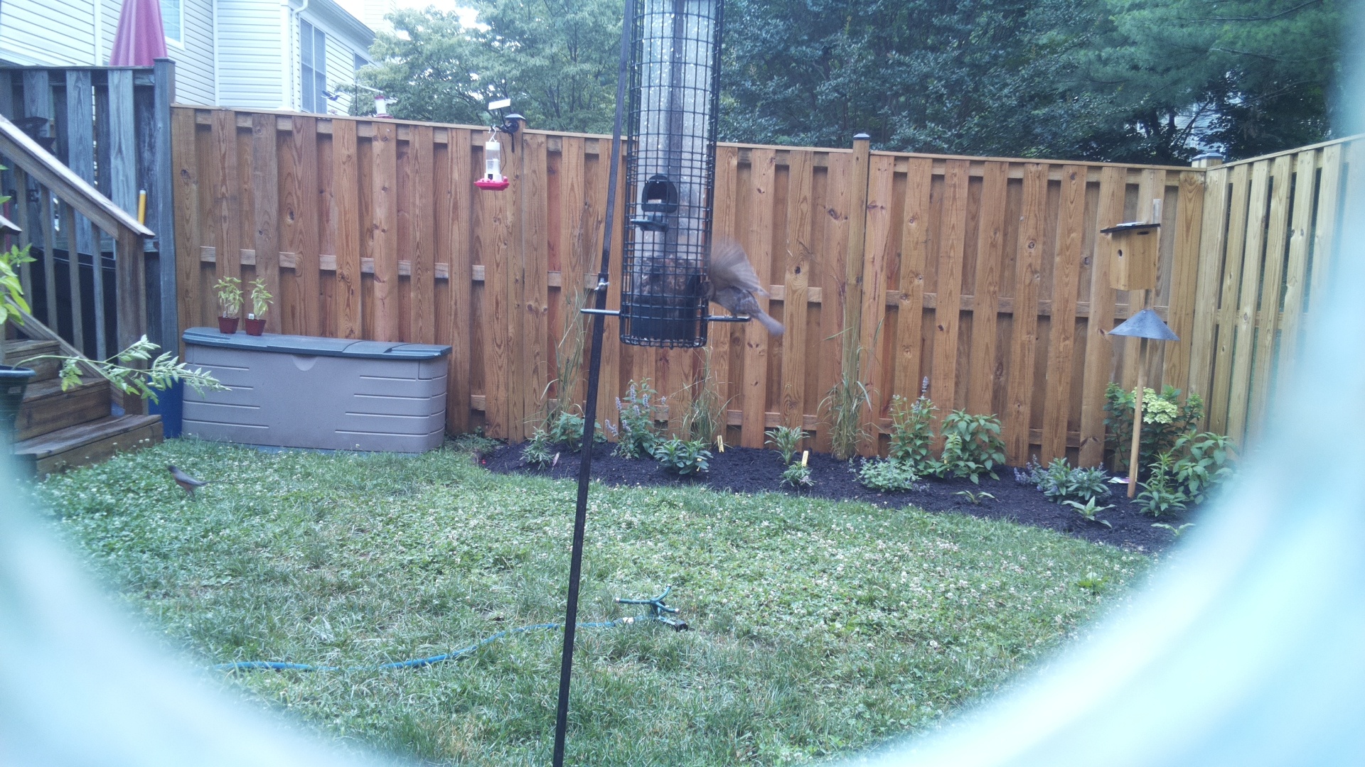 Unknown Bird