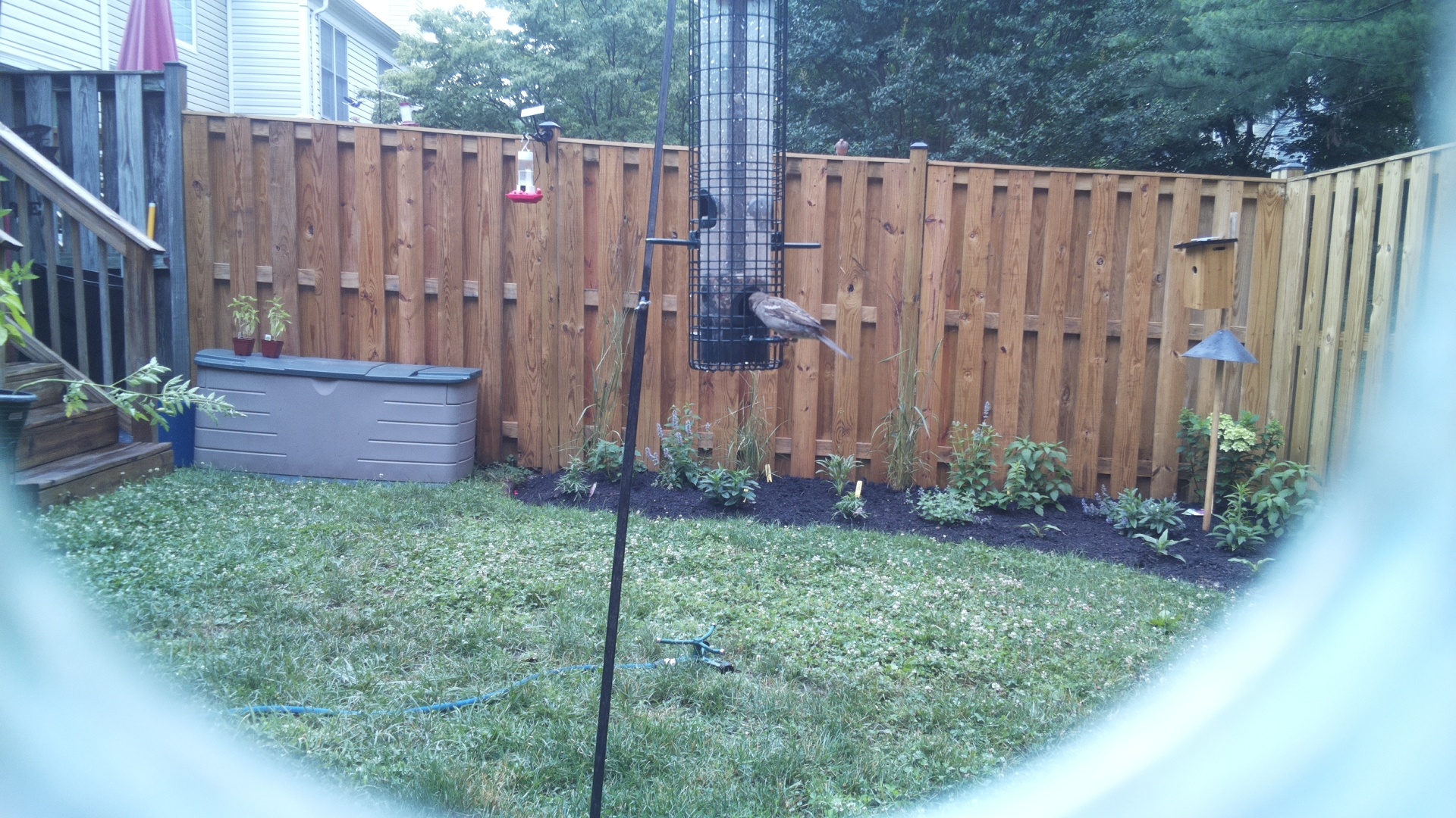 Unknown Bird