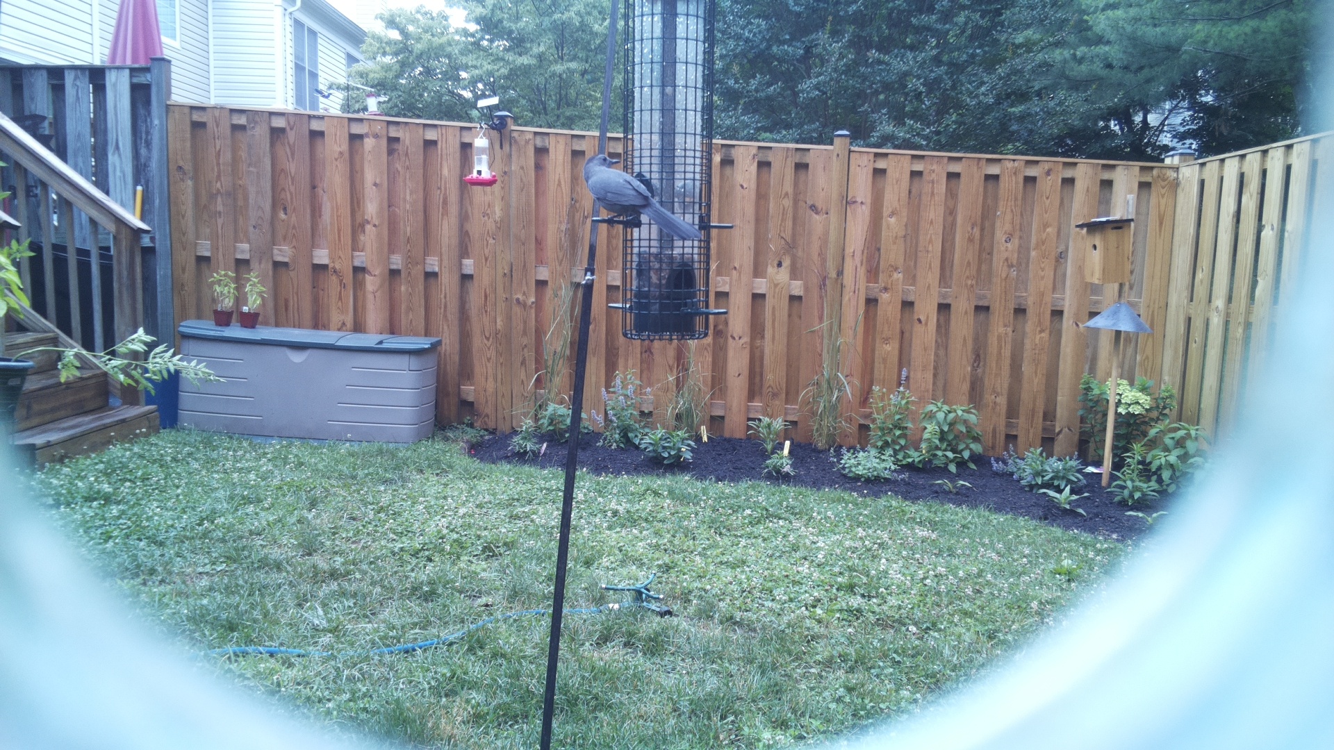 Unknown Bird