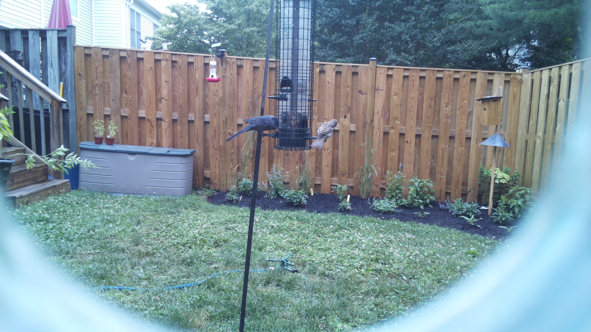 Purple Finch