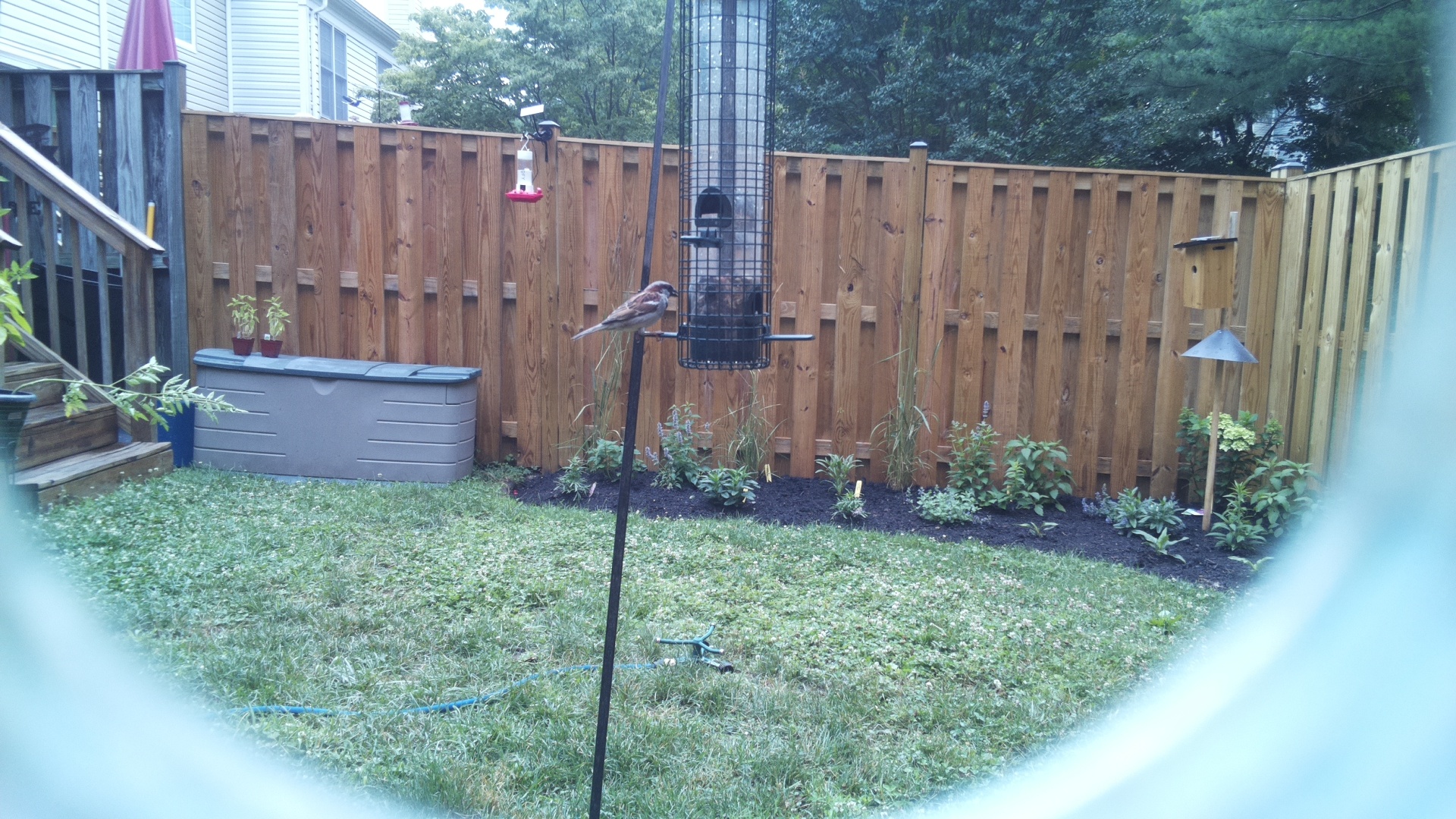 House Sparrow