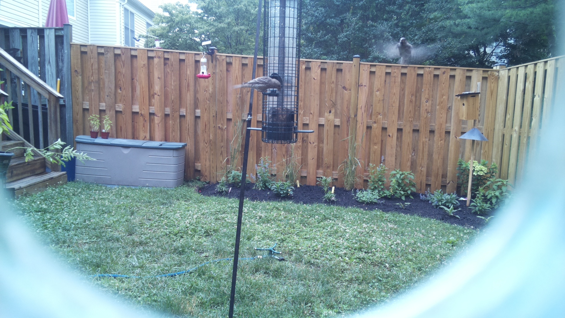 Blue Jay