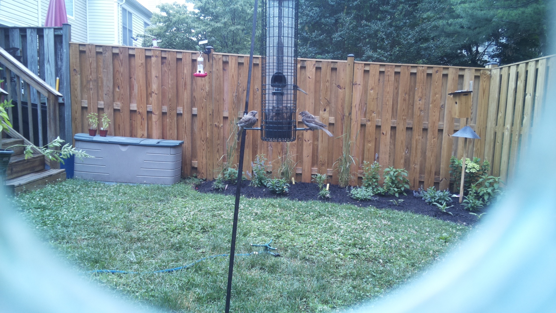 Likely Sparrow