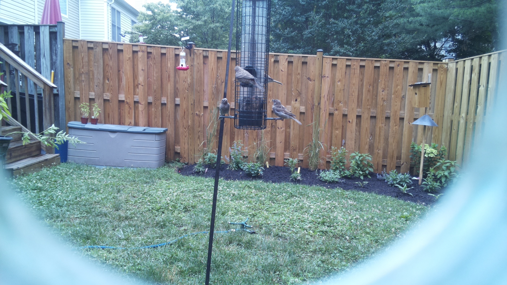 Unknown Bird
