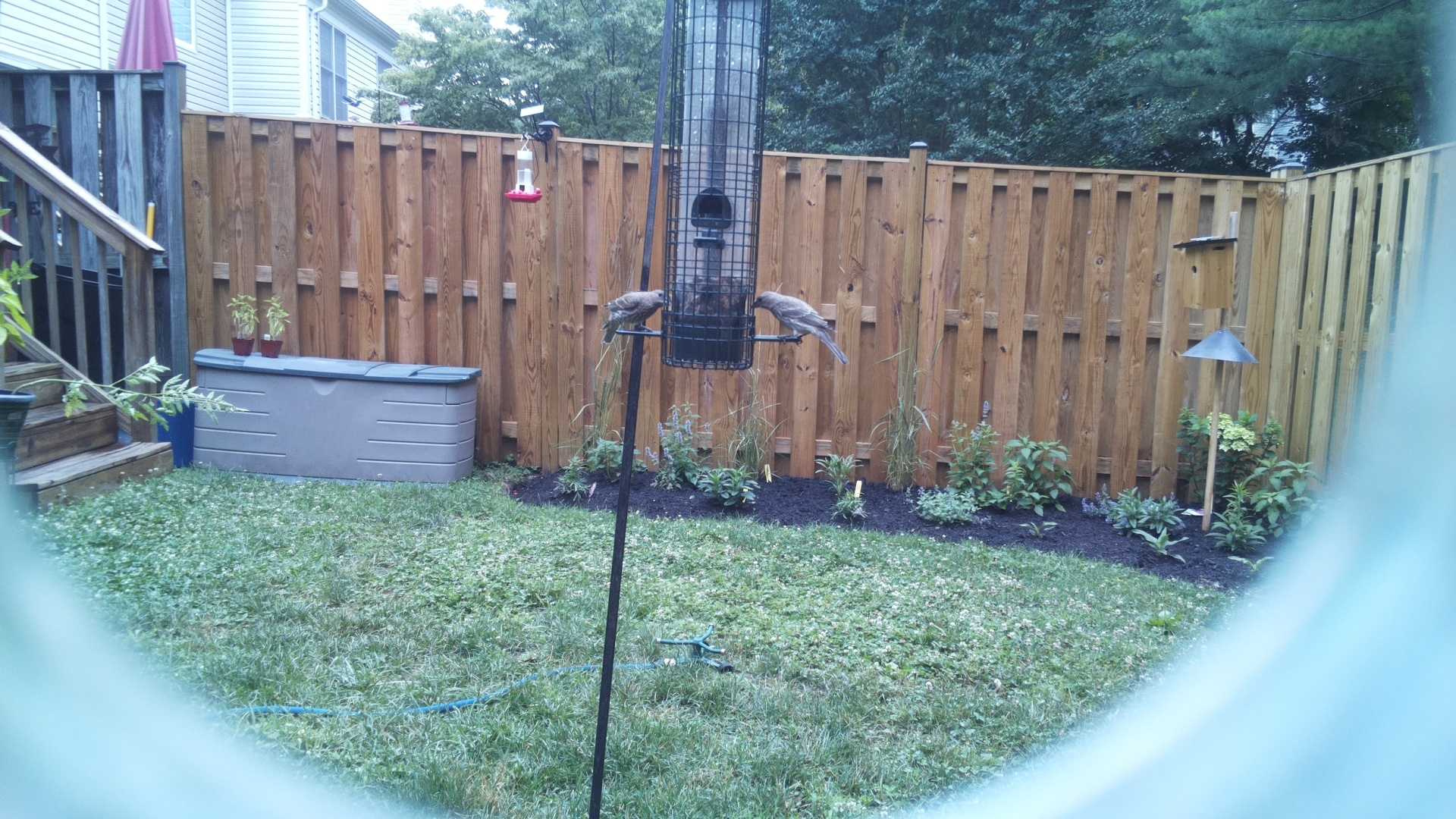 Likely Blackbird/Grackle