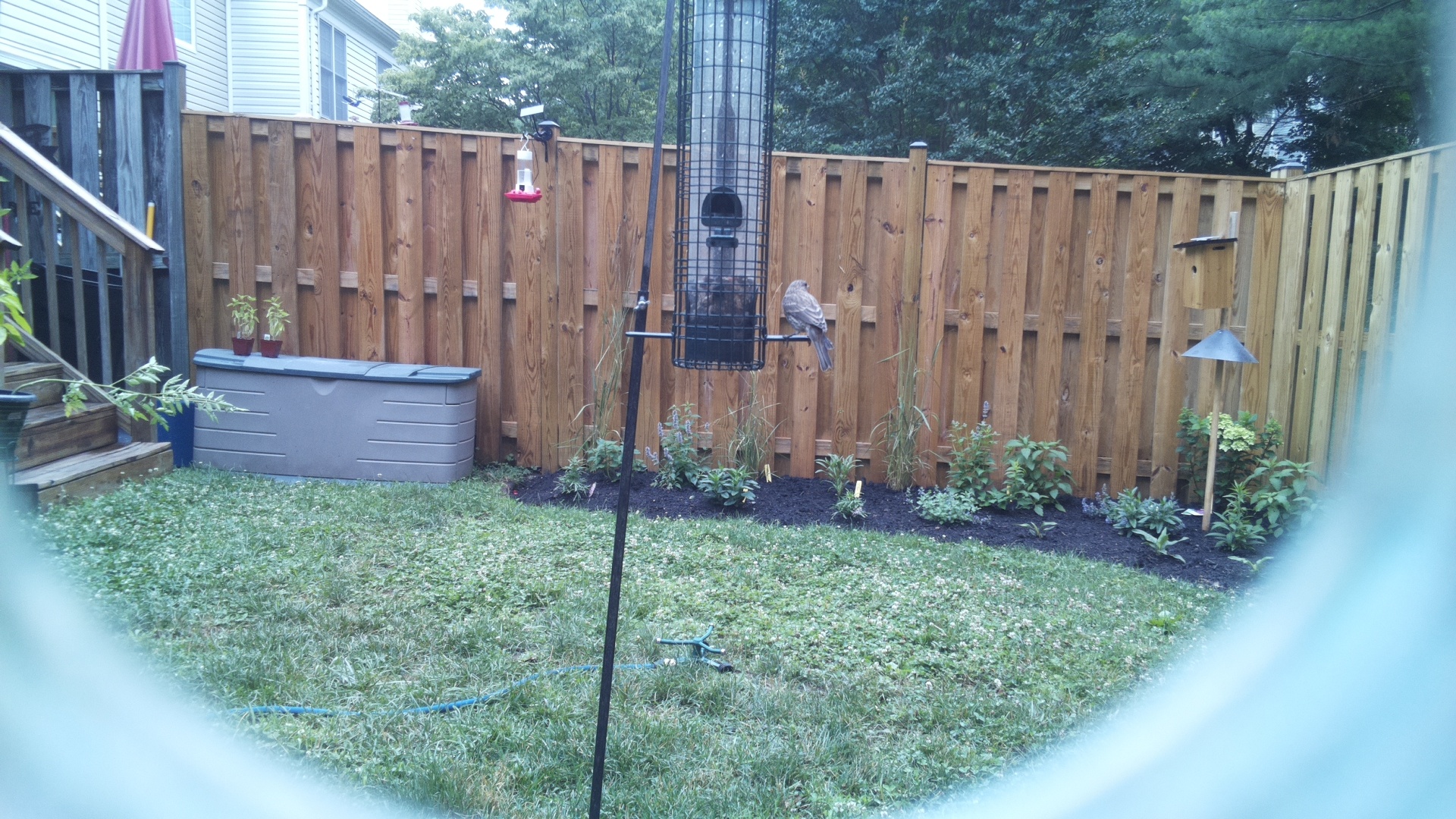Likely Finch
