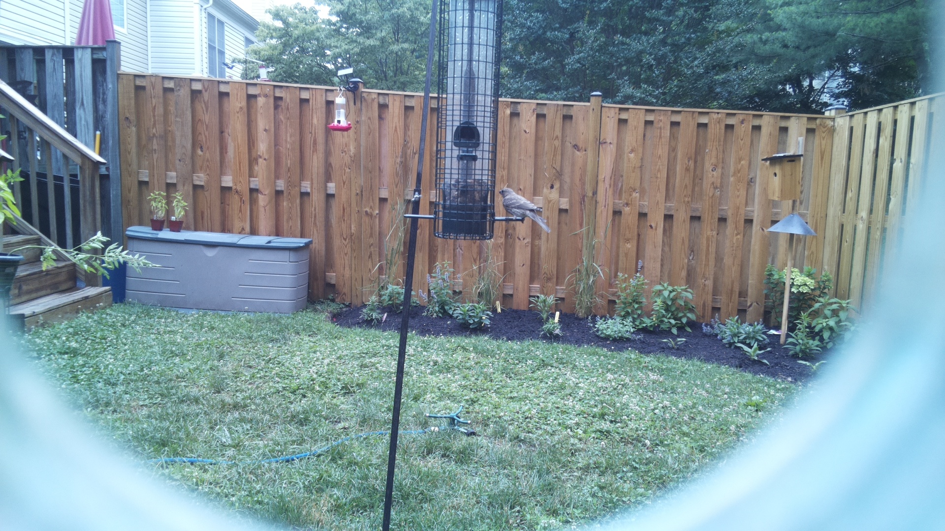 Unknown Bird