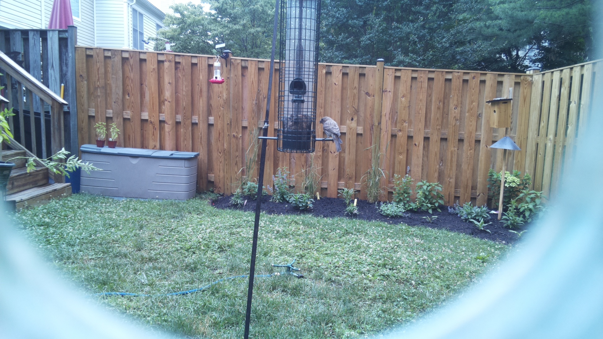 Likely Finch