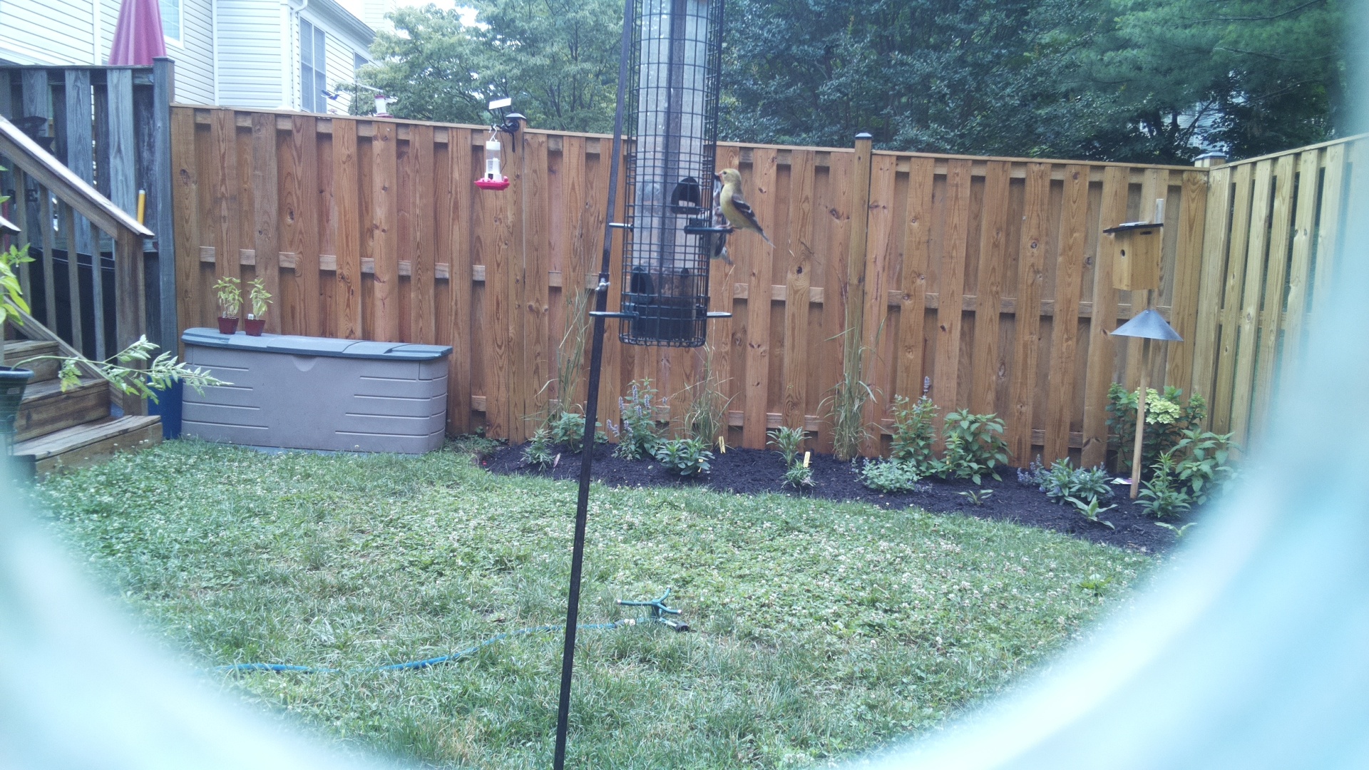 American Goldfinch