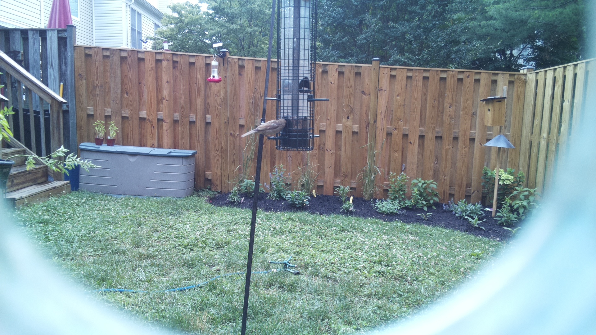 Unknown Bird