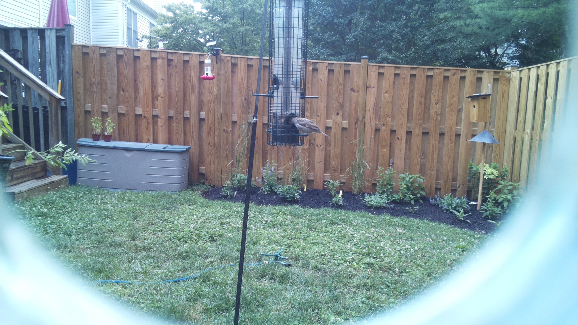 Purple Finch