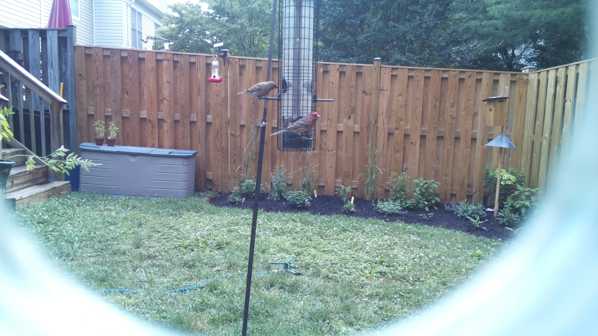 Purple Finch