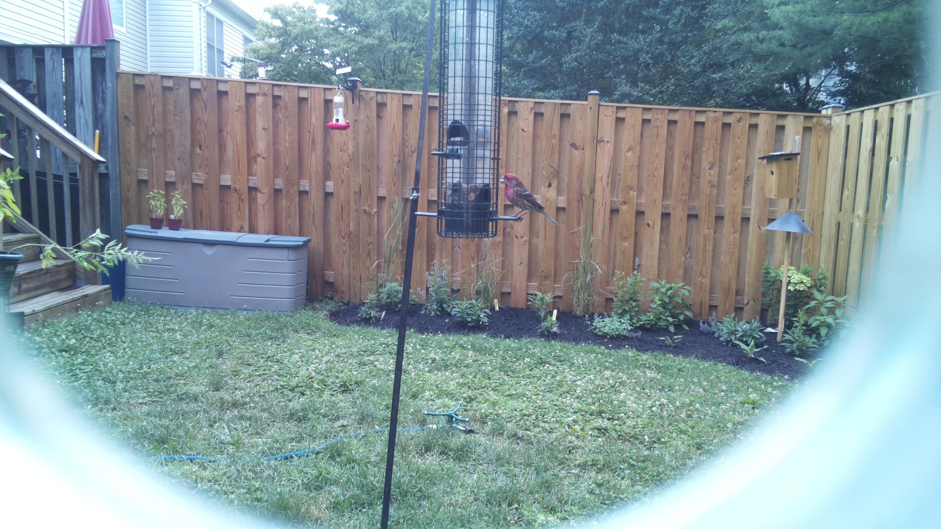Purple Finch