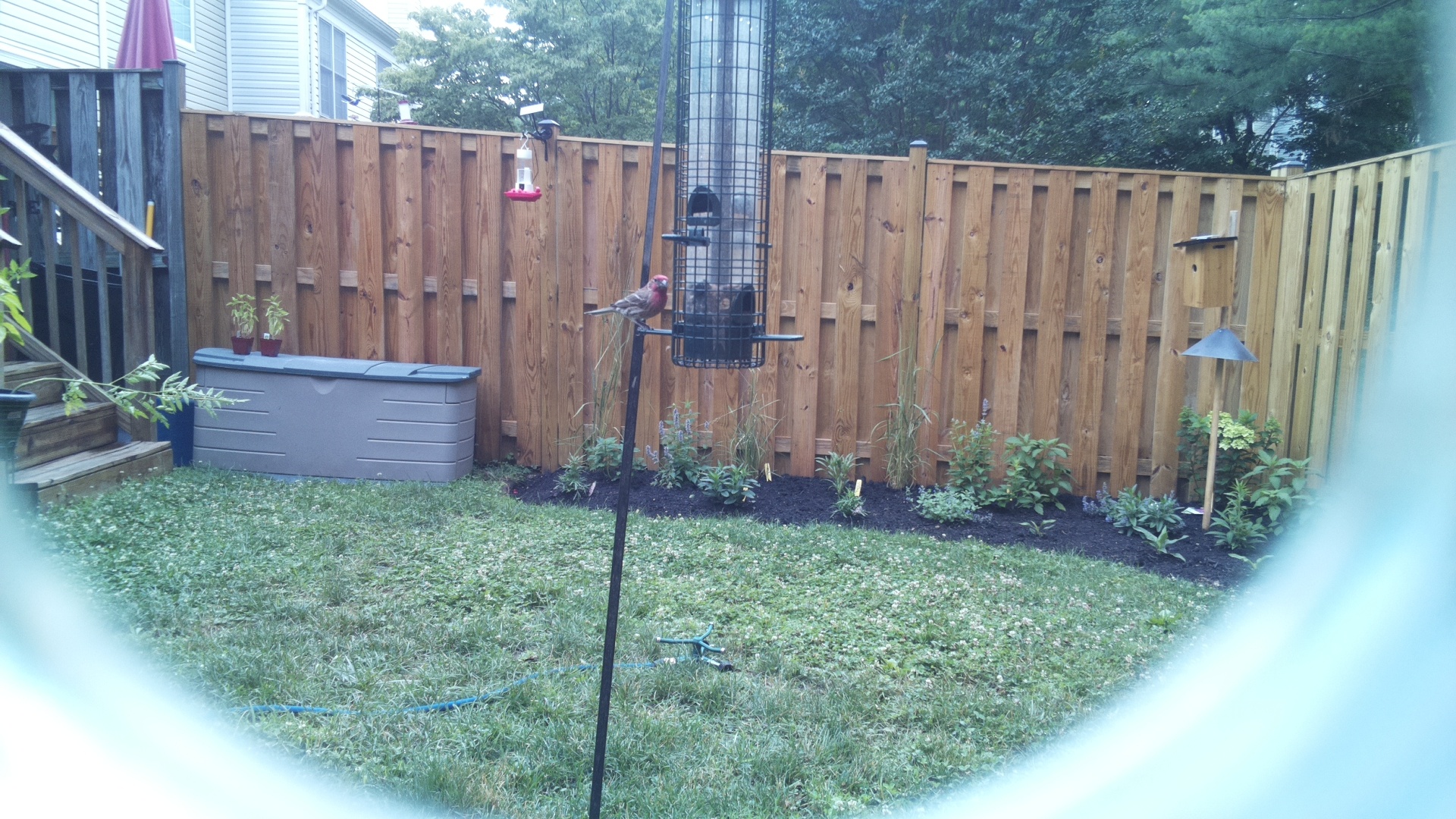 Purple Finch