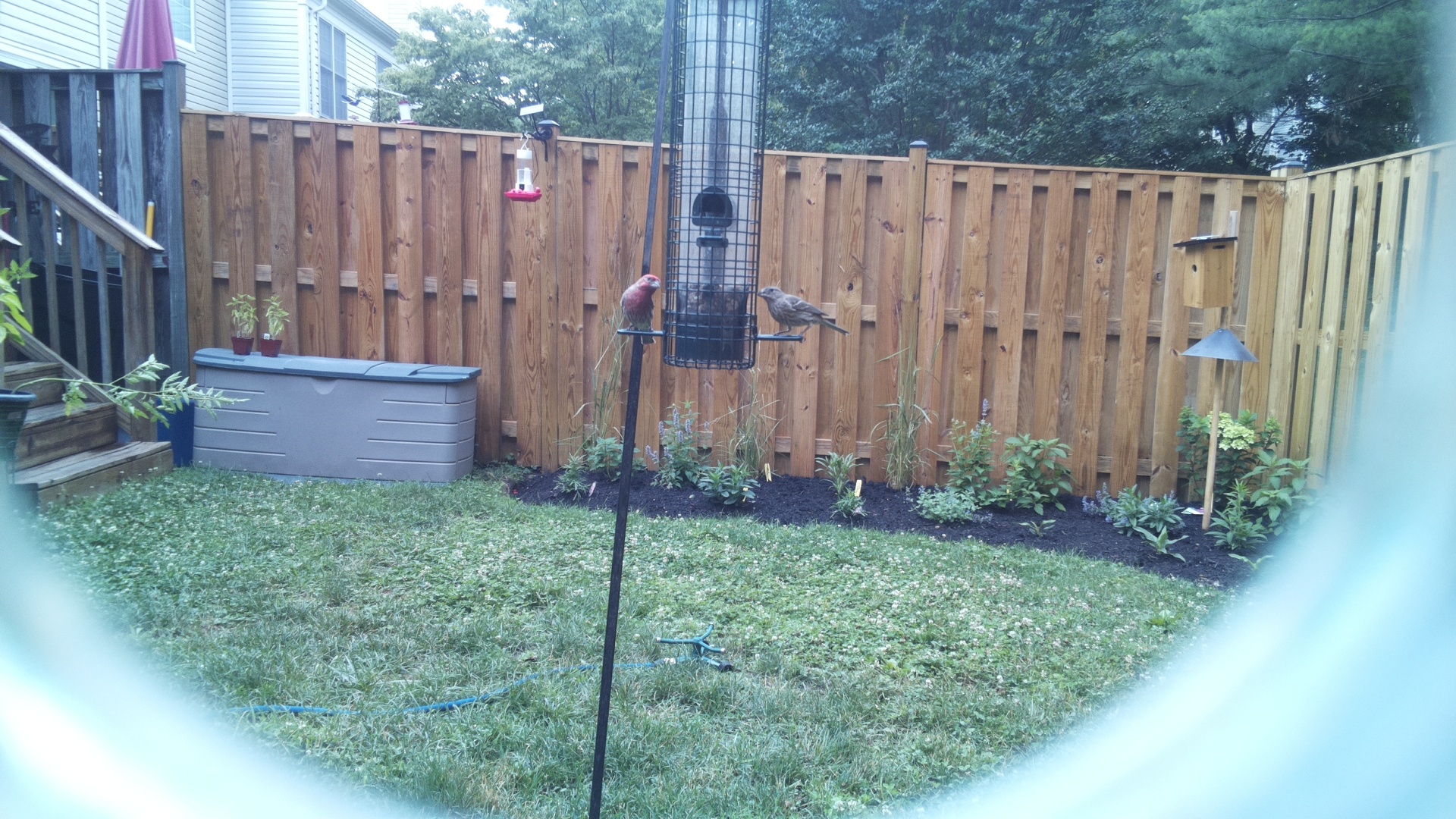 Likely Blackbird/Grackle