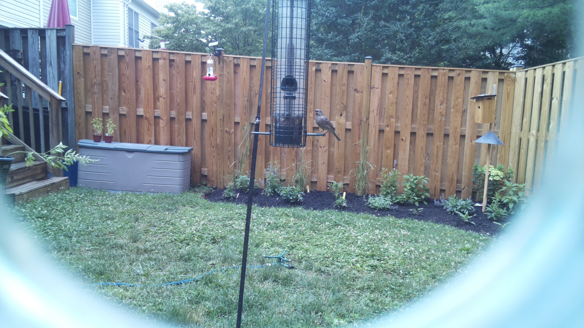 Unknown Bird
