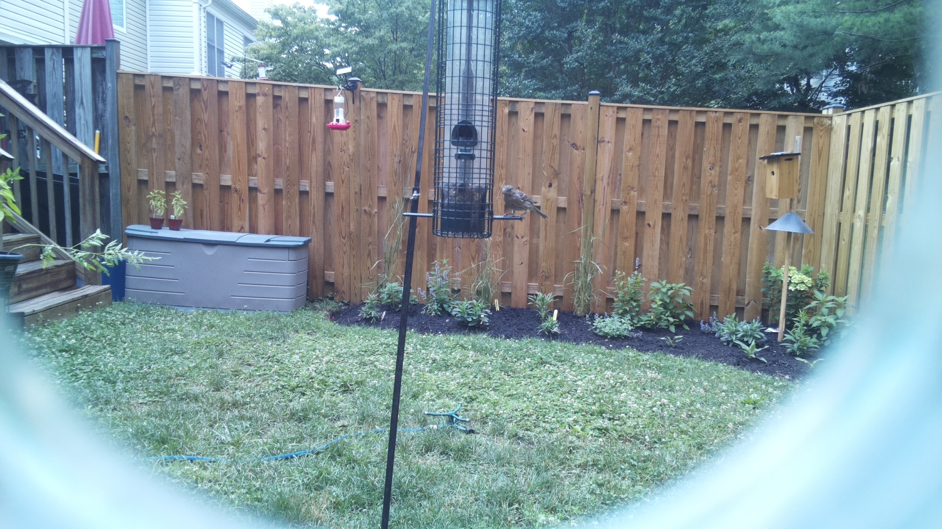 Likely Sparrow